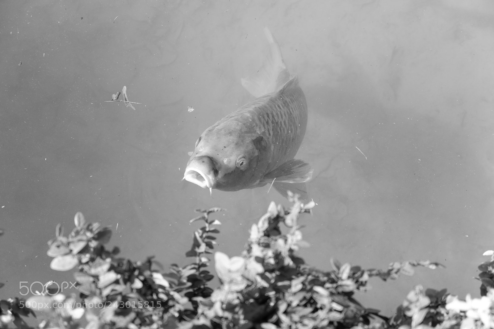 Fujifilm X-A3 sample photo. Japanese tea garden san photography
