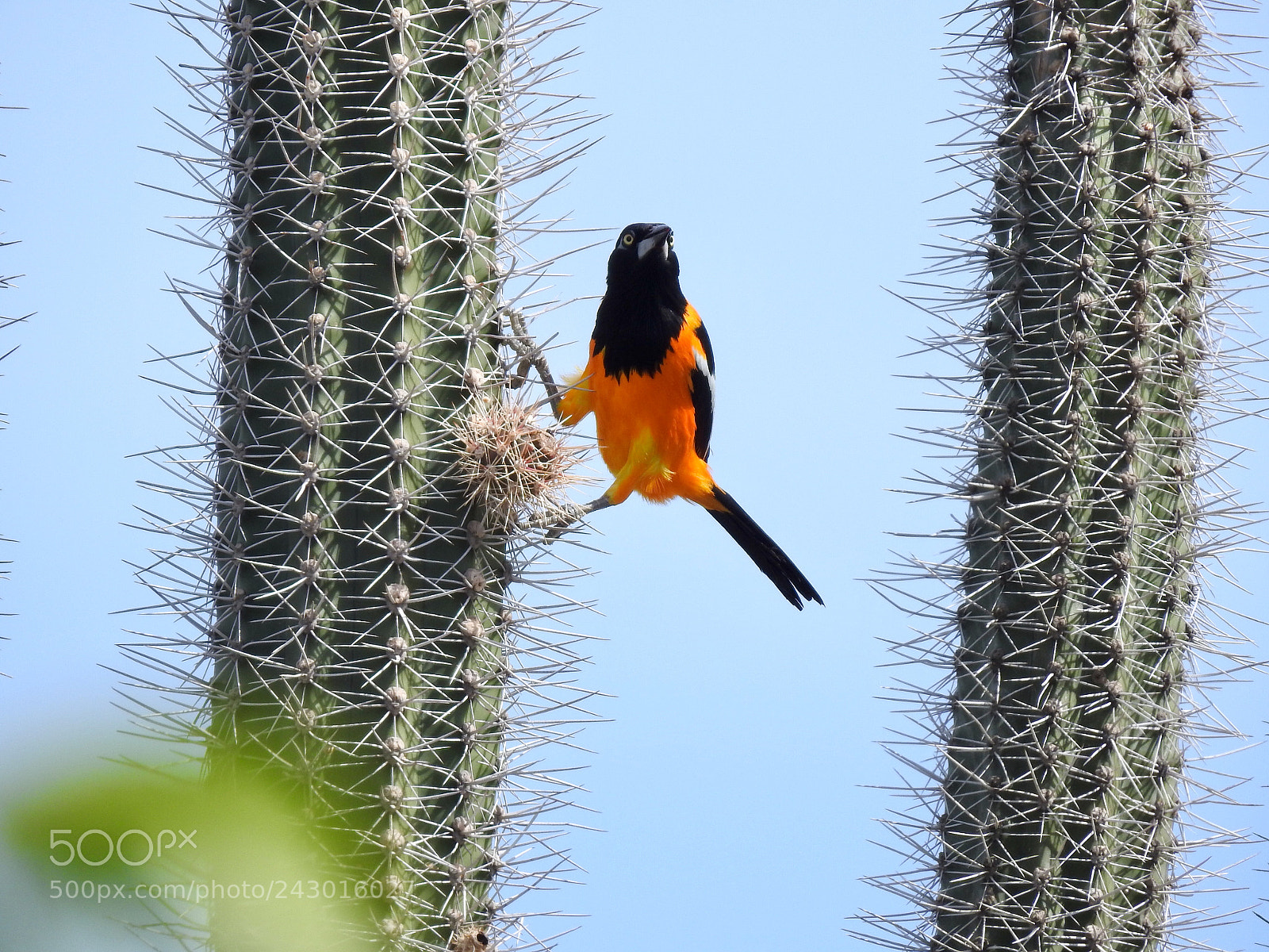 Nikon Coolpix P900 sample photo. Oriole on cactus. bonaire photography