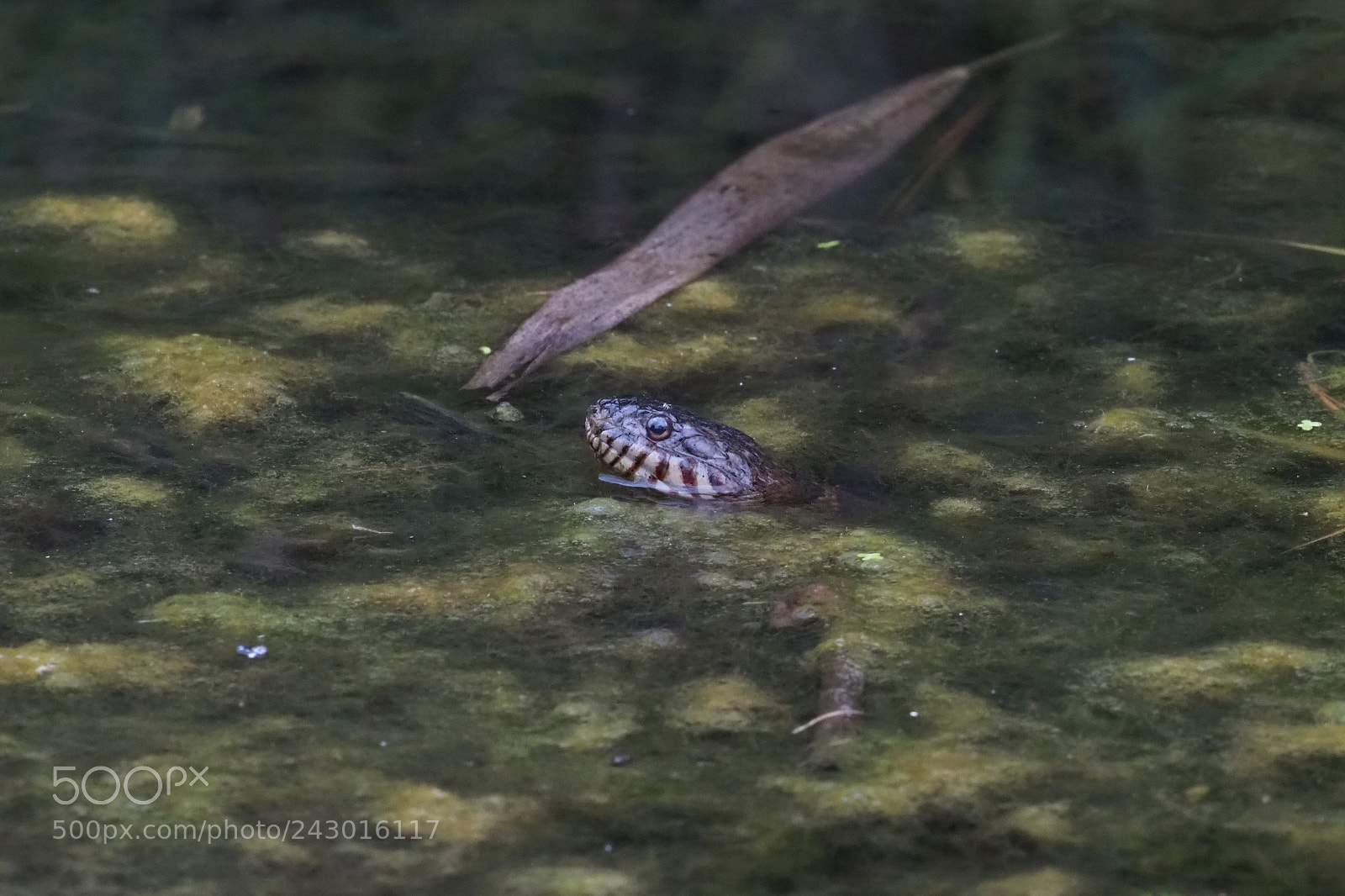 Olympus OM-D E-M1 Mark II sample photo. Snake in the grass photography