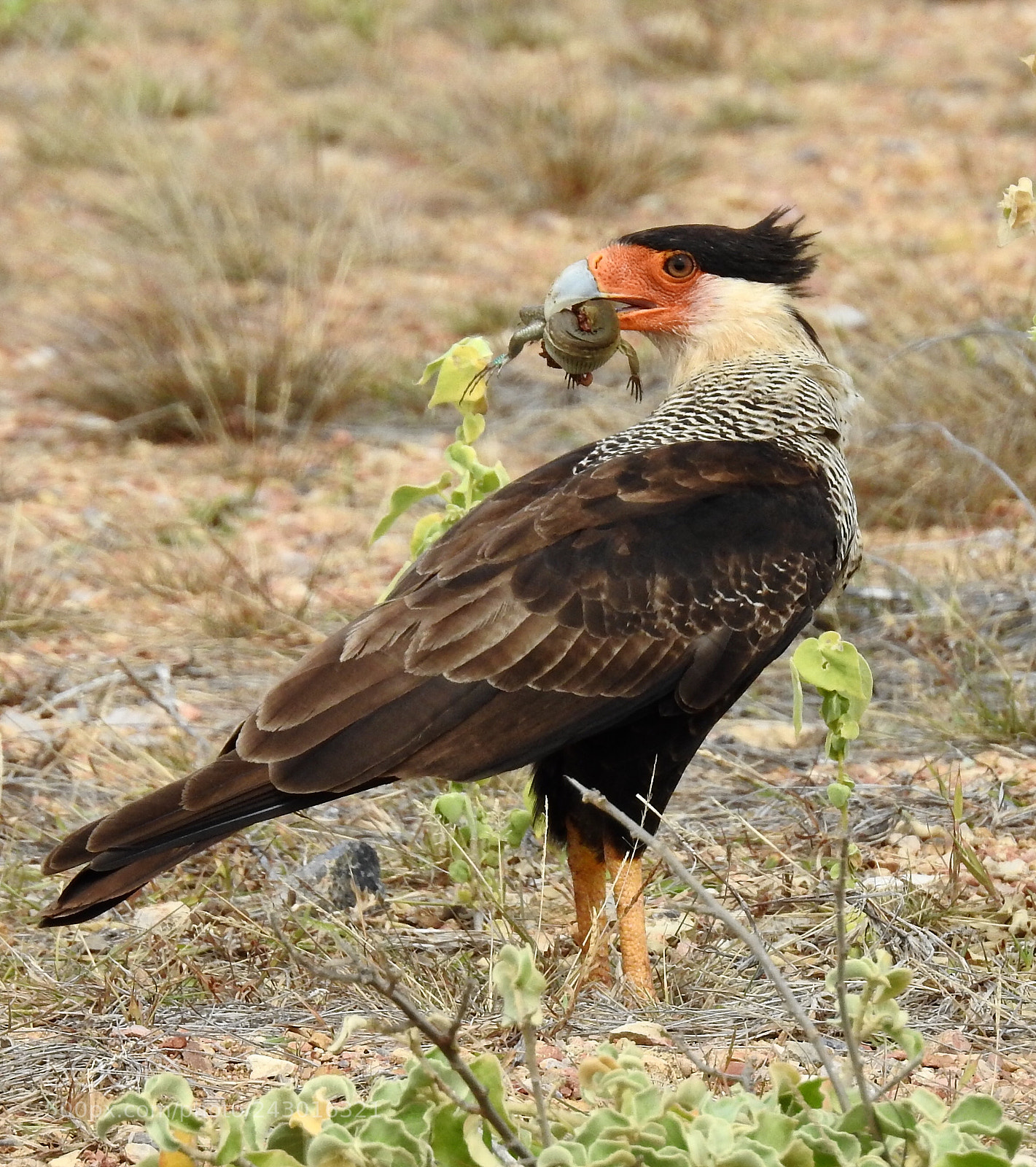 Nikon Coolpix P900 sample photo. Caracara bonaire photography