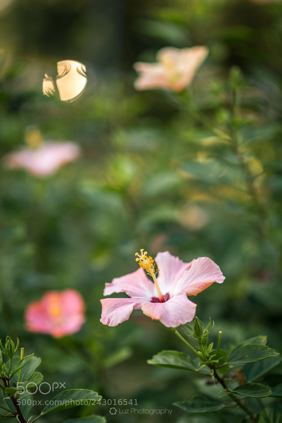 Nikon D810 sample photo. A branch of pinks photography