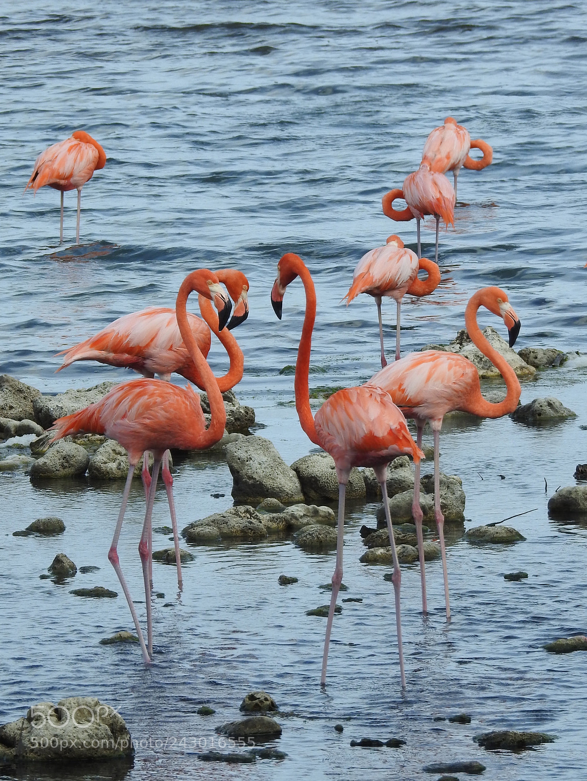 Nikon Coolpix P900 sample photo. Flamingo flamboyance bonaire photography