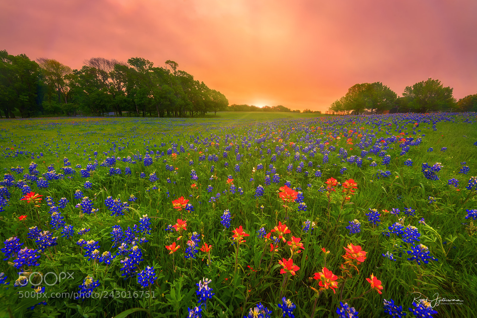 Sony a7R II sample photo. Wildflower sunrise photography
