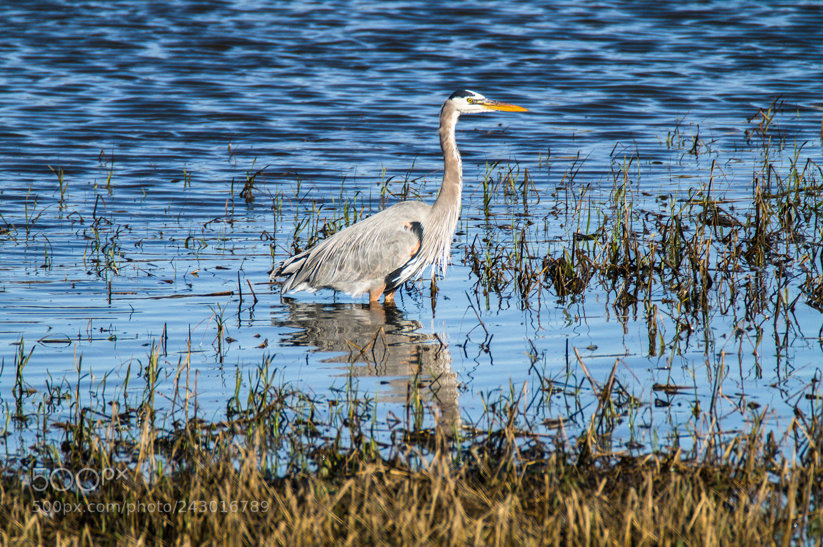 Sony SLT-A58 sample photo. Great blue heron photography
