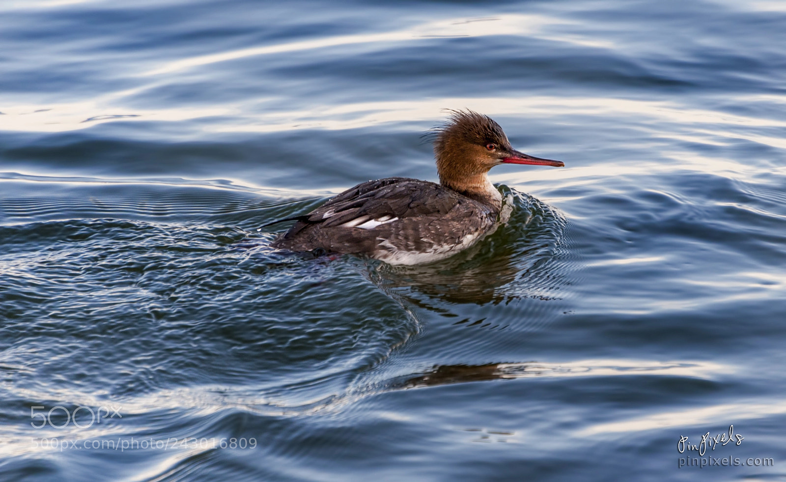 Nikon D90 sample photo. Red-breasted merganser photography
