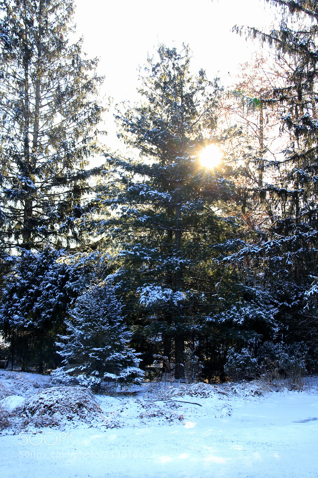 Canon EF-S 18-135mm F3.5-5.6 IS sample photo. Morning sun on snowy photography