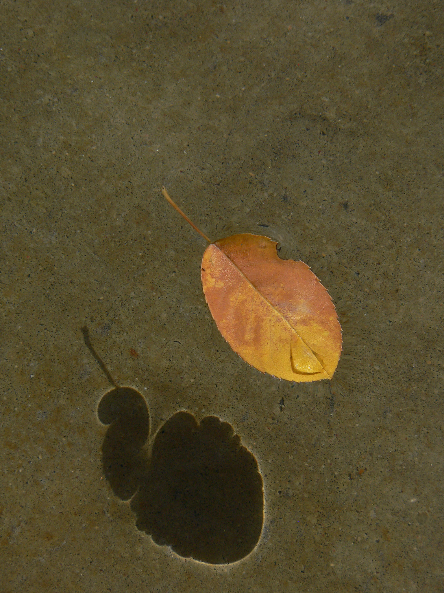 Panasonic DMC-FZ20 sample photo. Leaf floating on a shallow pool photography
