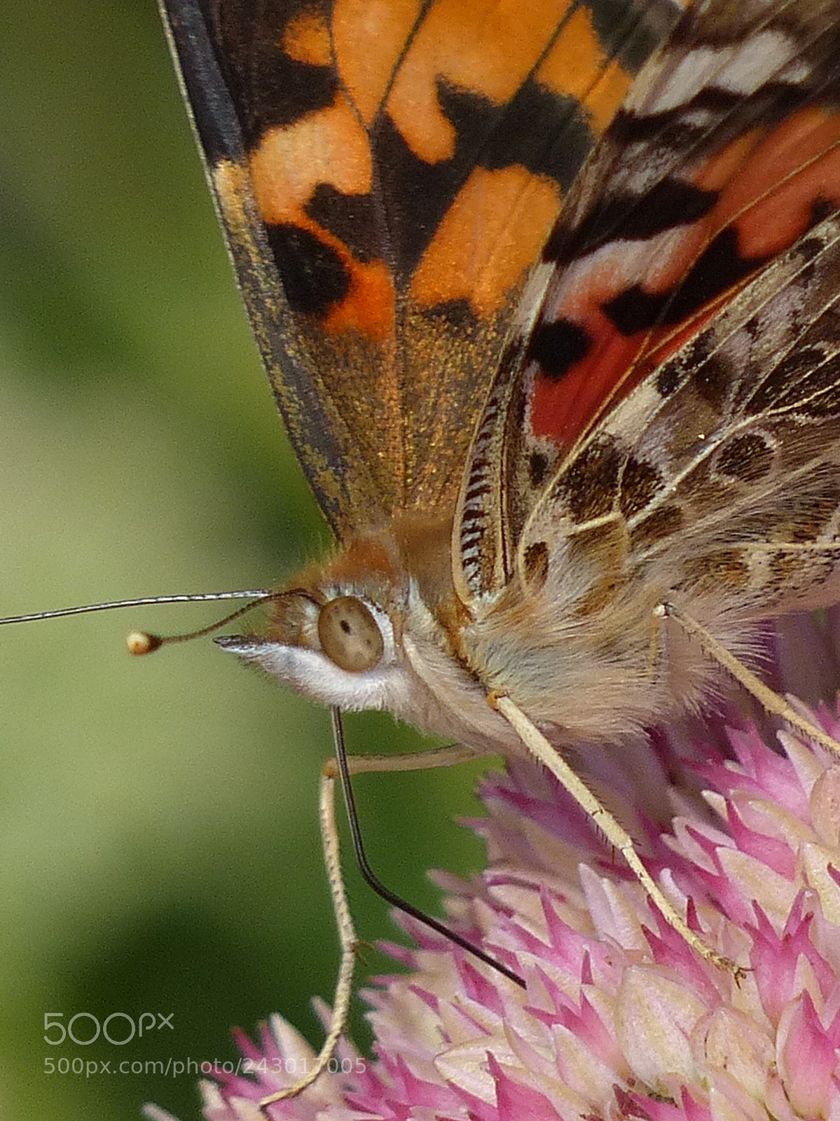 Panasonic Lumix DMC-FZ200 sample photo. Painted lady photography