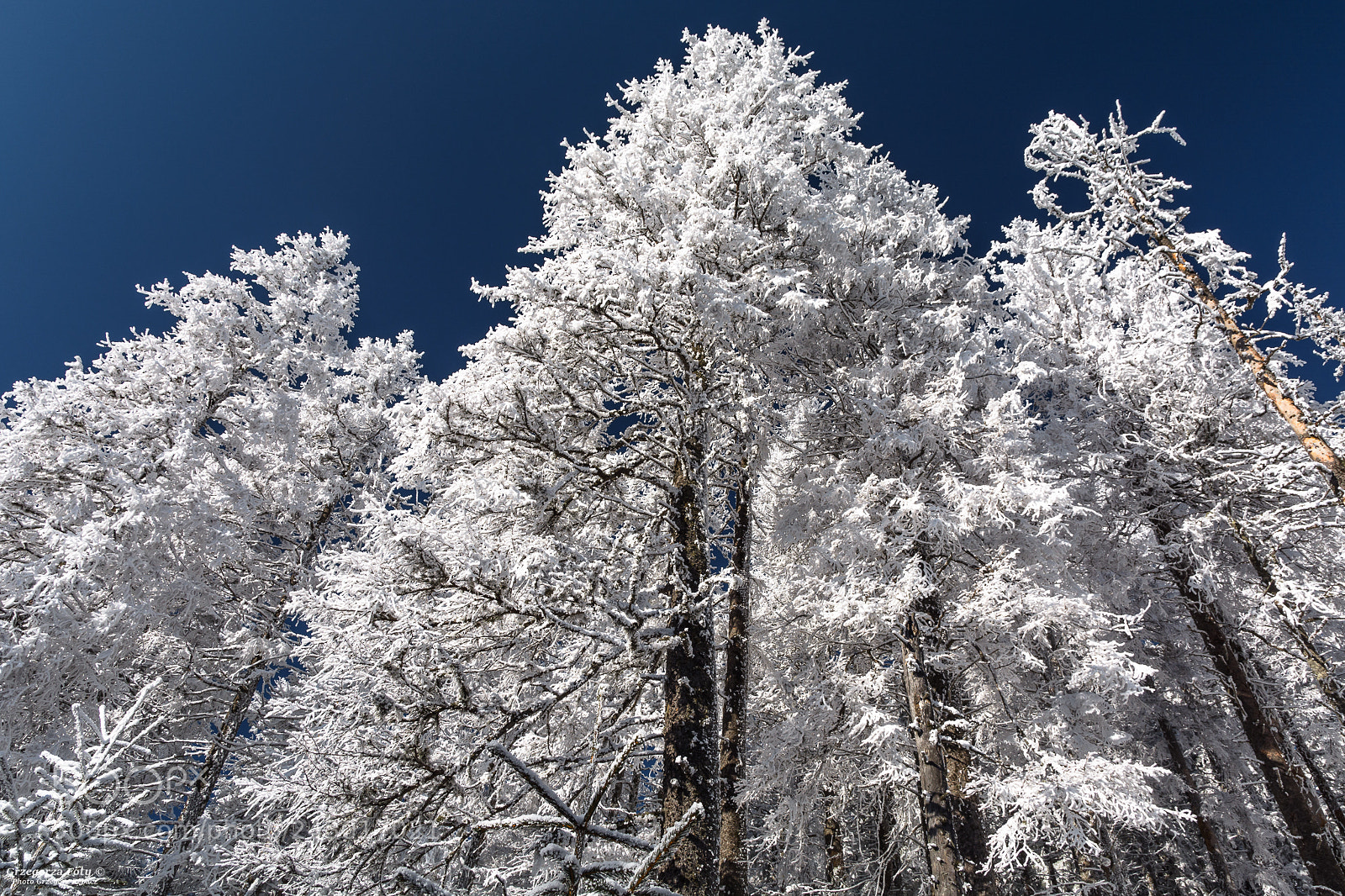 Nikon D7100 sample photo. Hoarfrost photography