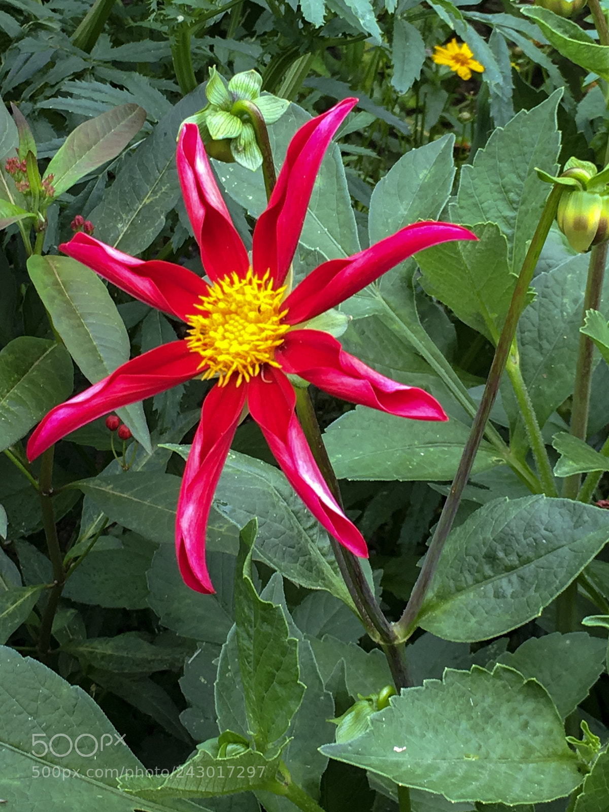 Apple iPhone 6s sample photo. Bright red photography