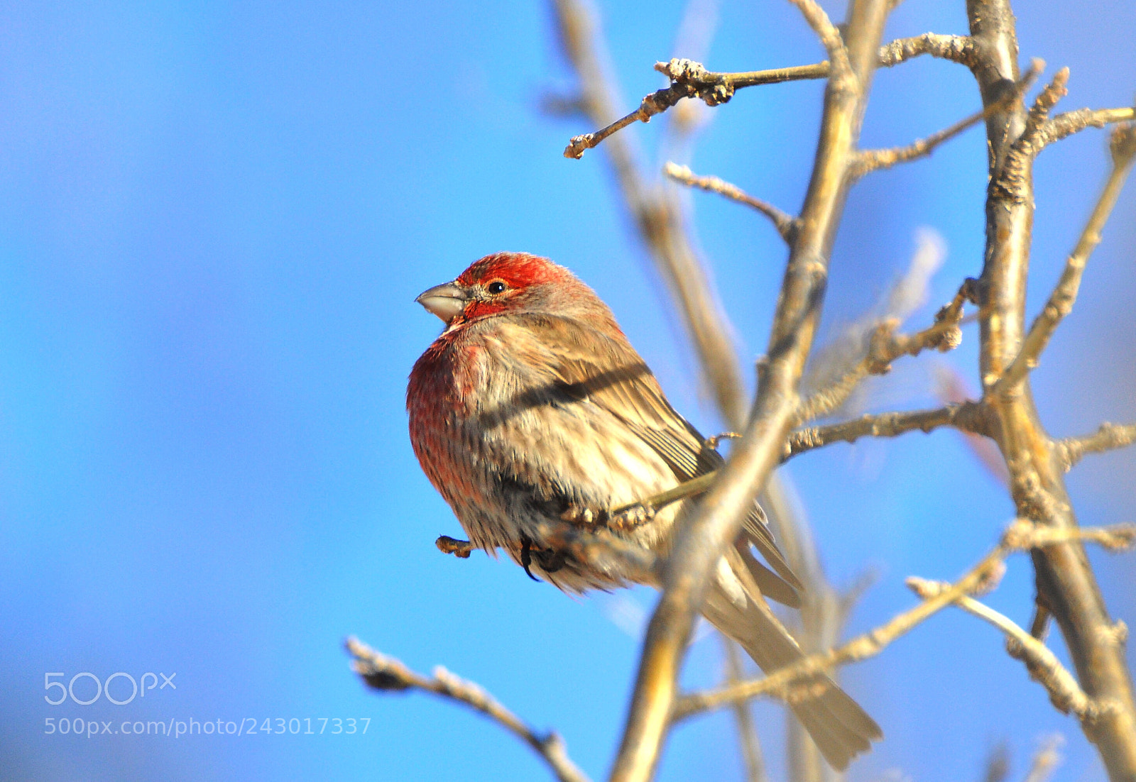 Nikon D90 sample photo. House finch photography