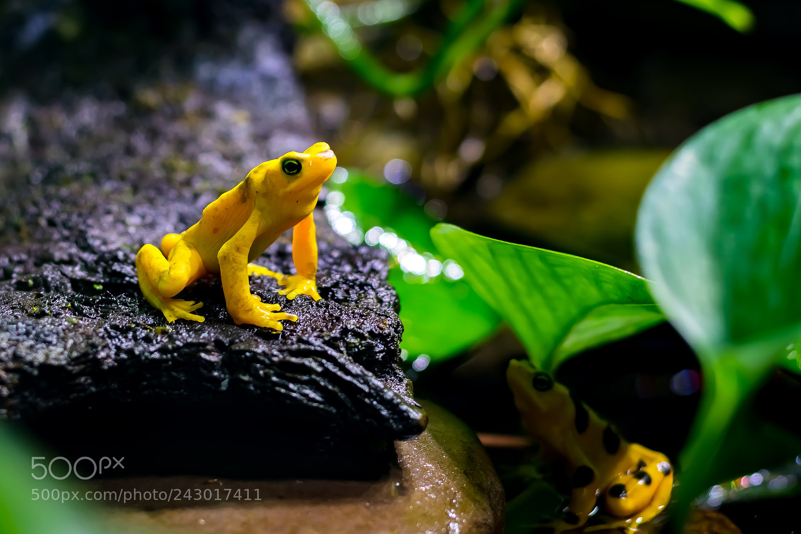 Nikon D500 sample photo. Golden frogs photography