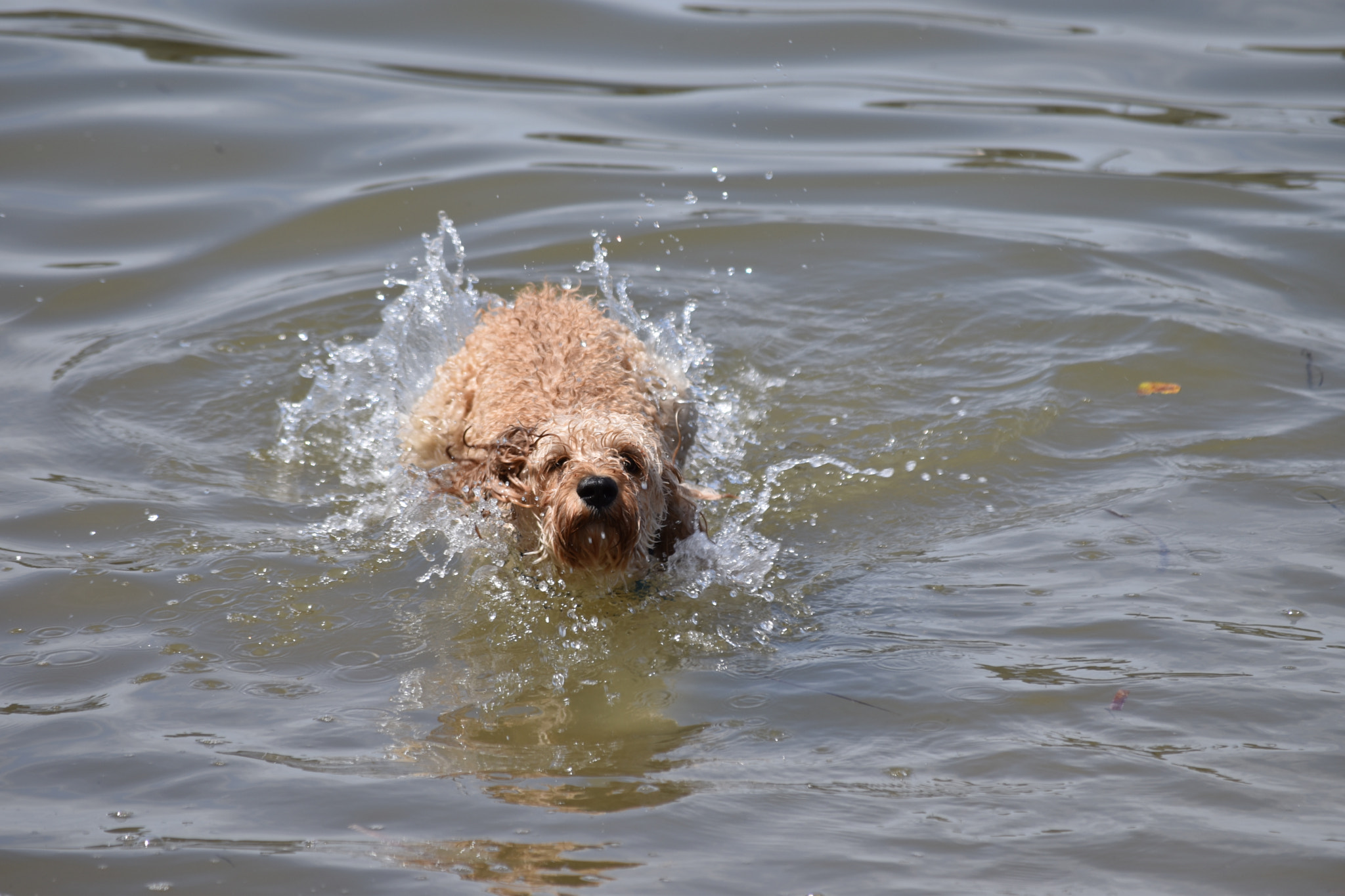 Nikon D5600 sample photo. The splash photography