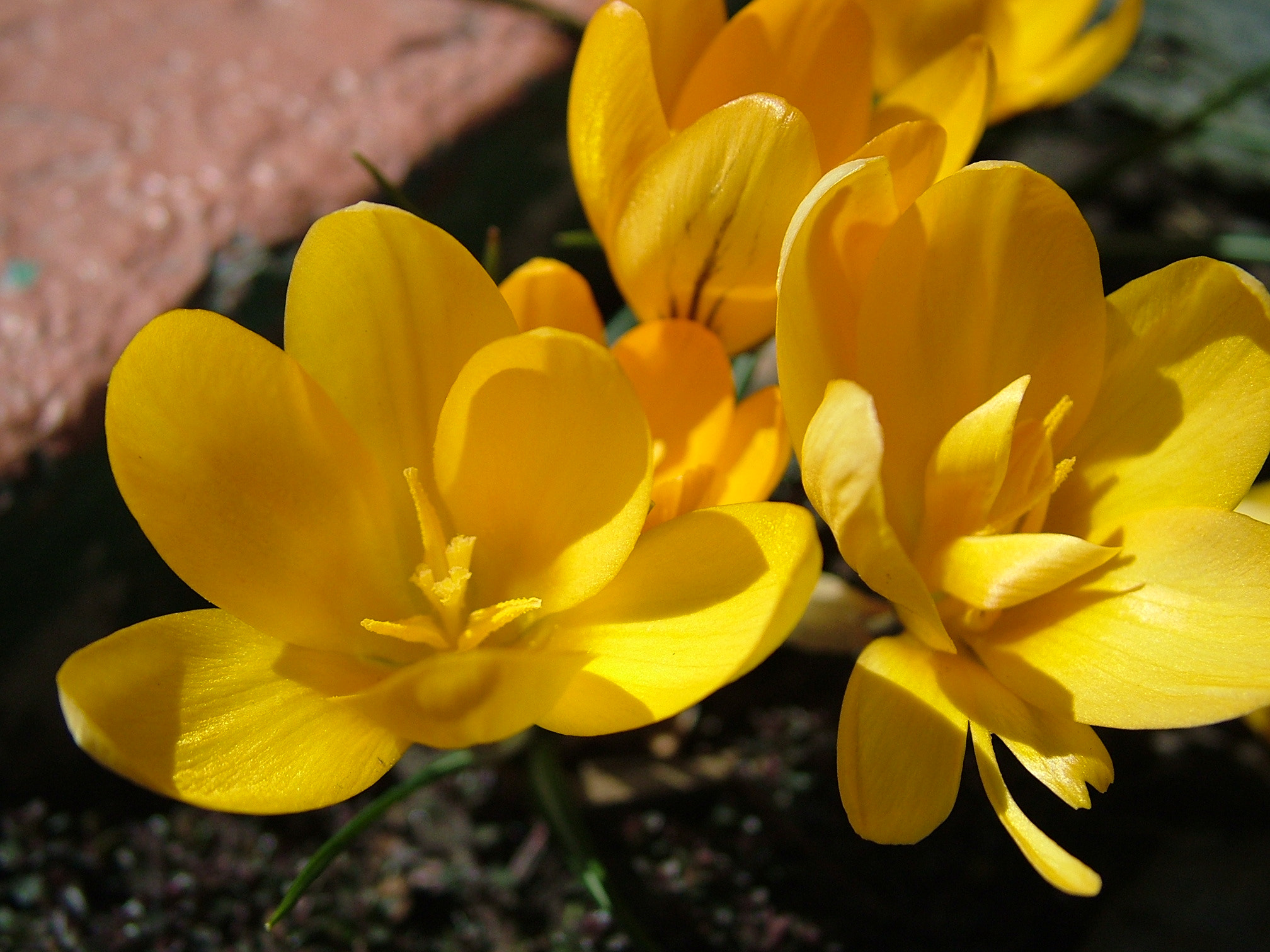 Fujifilm FinePix S7000 sample photo. Crocus photography