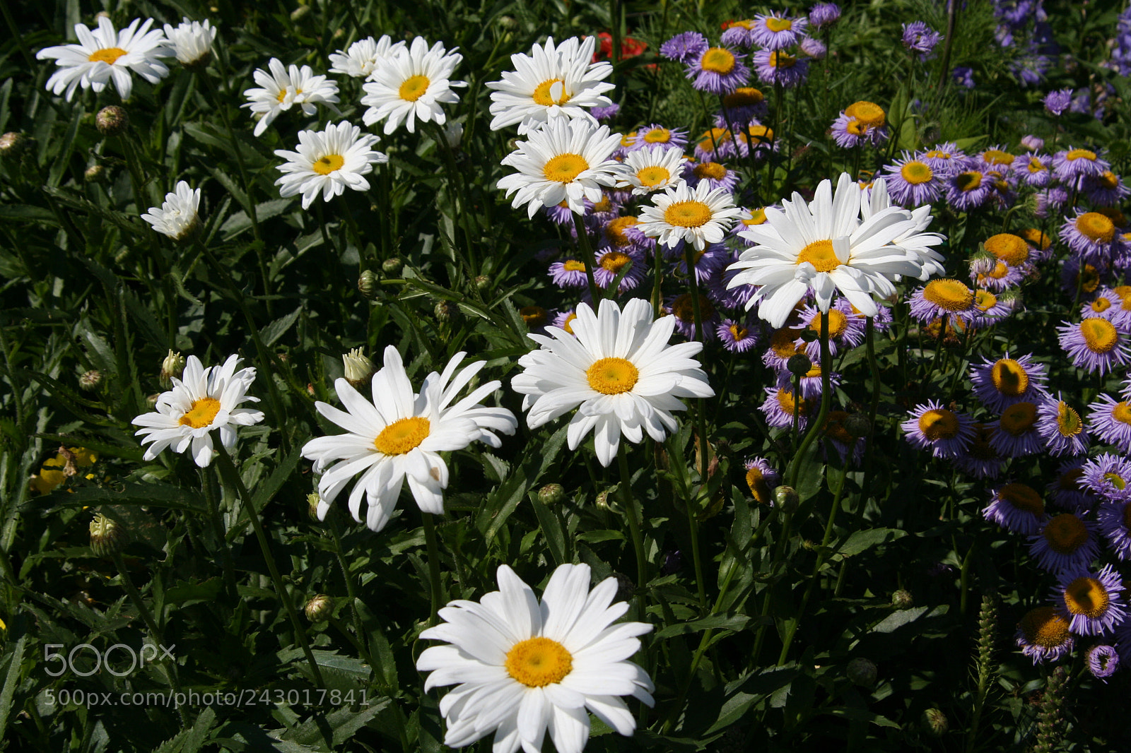 Canon EOS 350D (EOS Digital Rebel XT / EOS Kiss Digital N) sample photo. Daisies photography