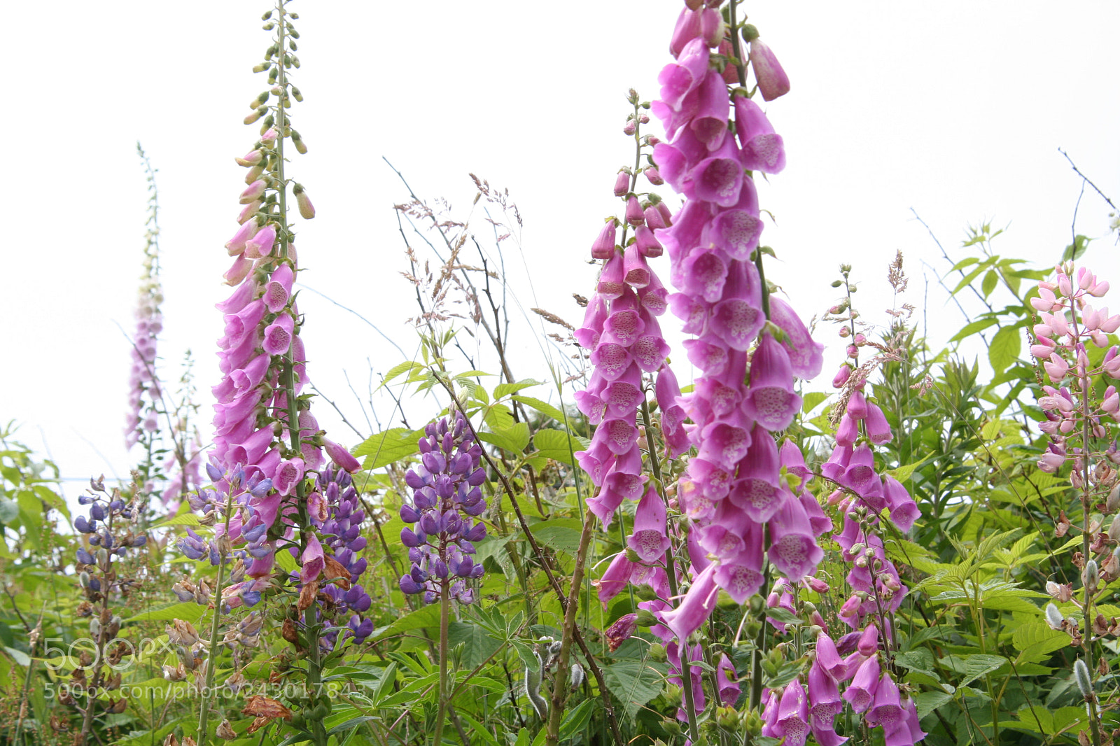 Canon EOS 350D (EOS Digital Rebel XT / EOS Kiss Digital N) sample photo. Fox glove photography