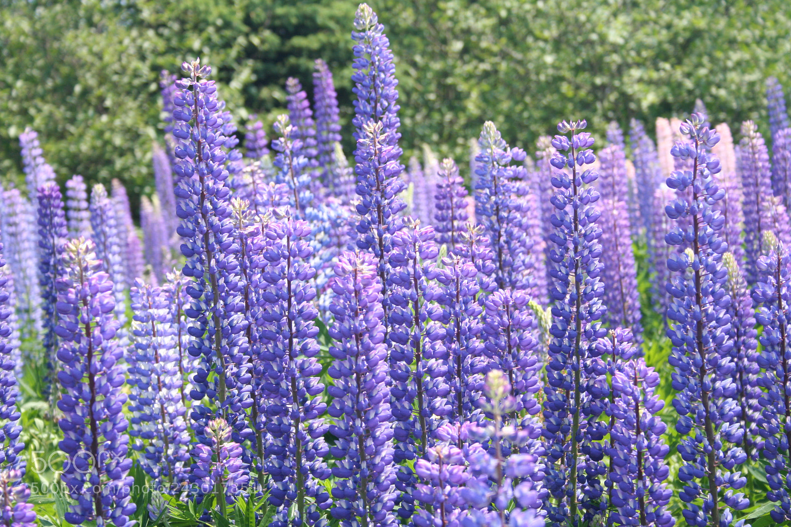 Canon EOS 350D (EOS Digital Rebel XT / EOS Kiss Digital N) sample photo. Lupins photography