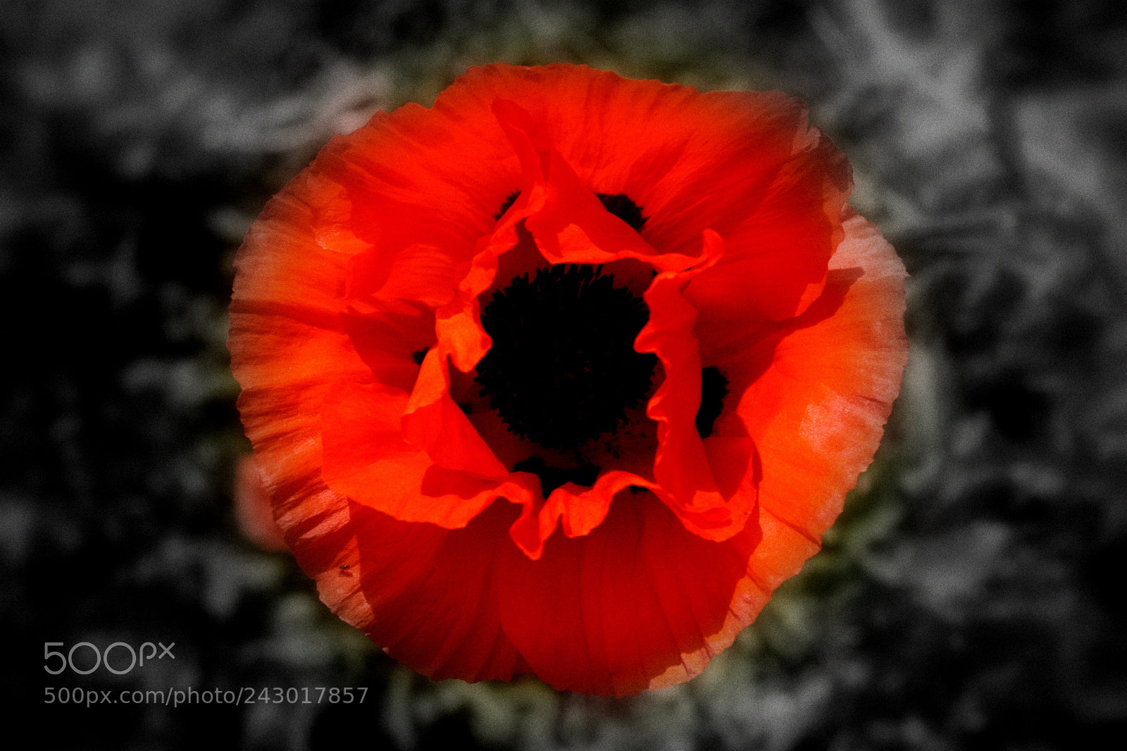 Canon EOS 350D (EOS Digital Rebel XT / EOS Kiss Digital N) sample photo. Poppy photography
