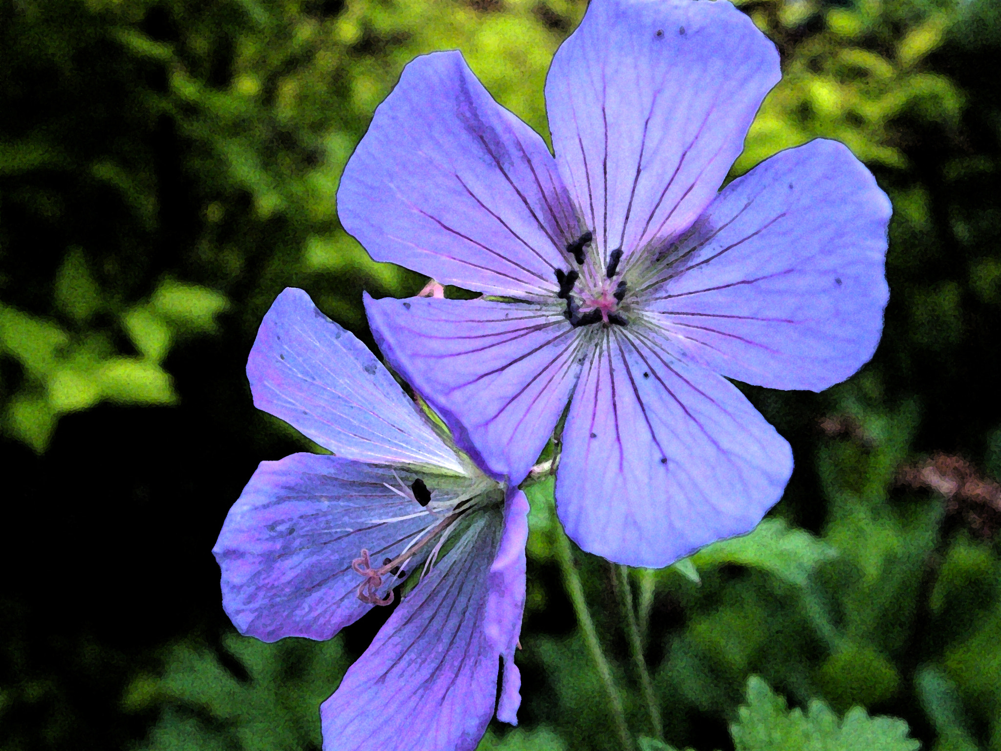 Fujifilm FinePix S7000 sample photo. Purple fresco photography