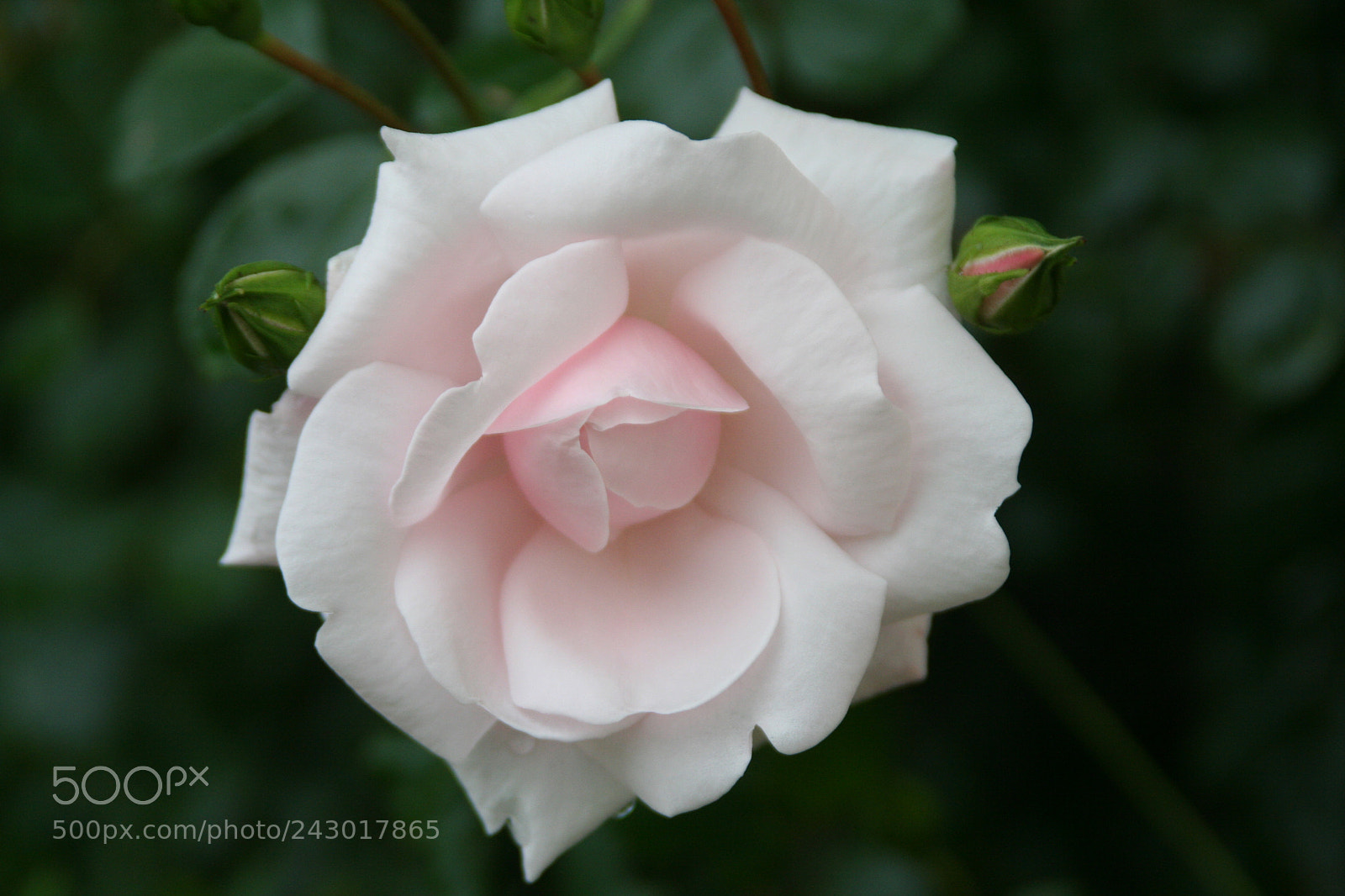 Canon EOS 350D (EOS Digital Rebel XT / EOS Kiss Digital N) sample photo. Rose photography