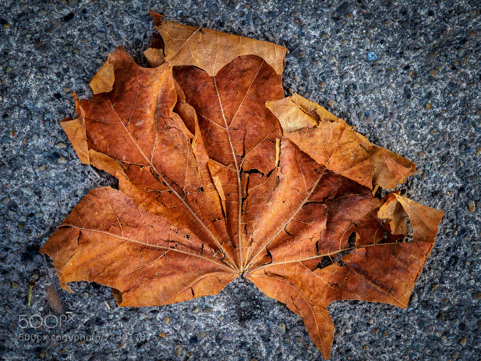 Olympus OM-D E-M1 Mark II sample photo. January leaf photography