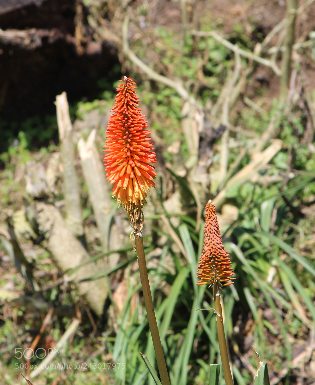 Canon EOS 1300D (EOS Rebel T6 / EOS Kiss X80) sample photo. Flower photography