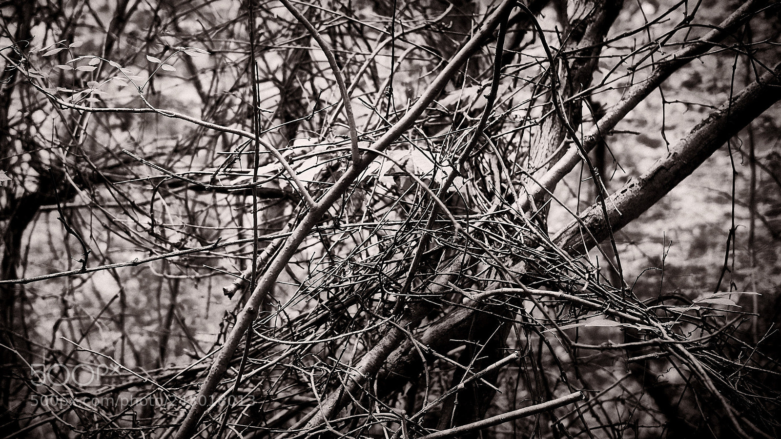 Sony Alpha a5000 (ILCE 5000) sample photo. Almost abstract i photography