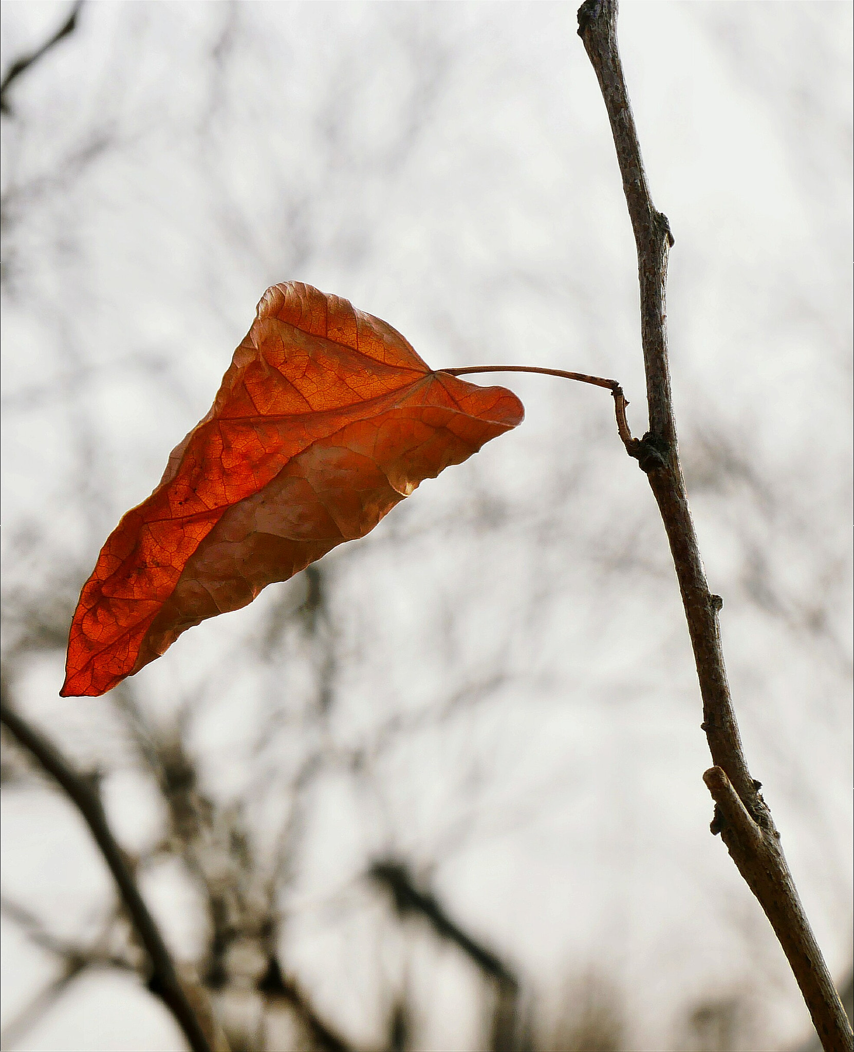 Panasonic Lumix DC-GX850 (Lumix DC-GX800 / Lumix DC-GF9) sample photo. One leaf in winter photography