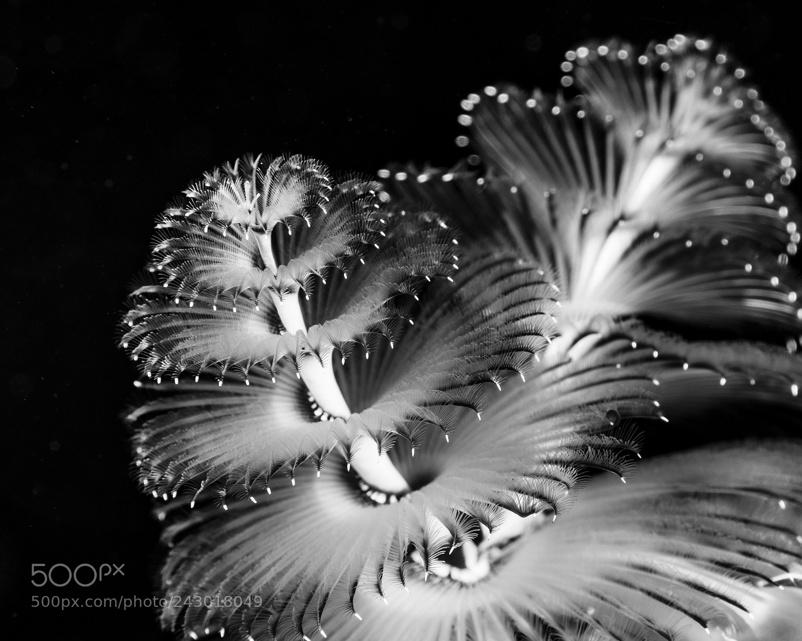 Nikon D800E sample photo. Feather duster photography
