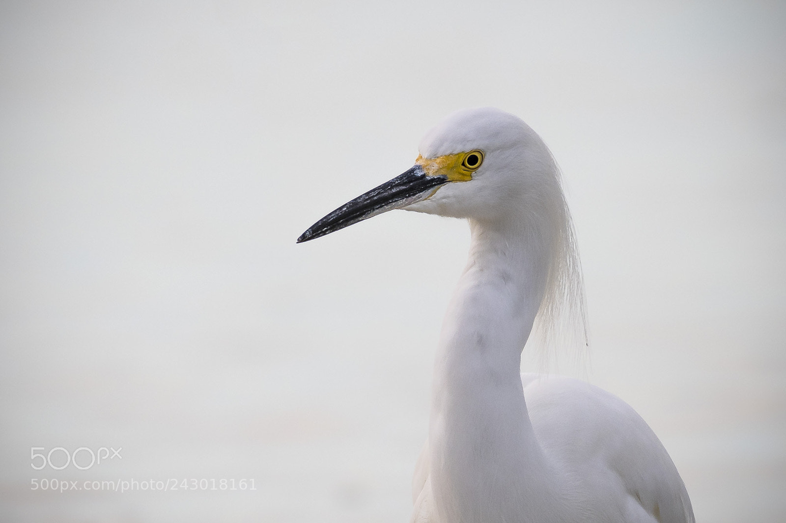 Nikon D500 sample photo. Lonely egret photography
