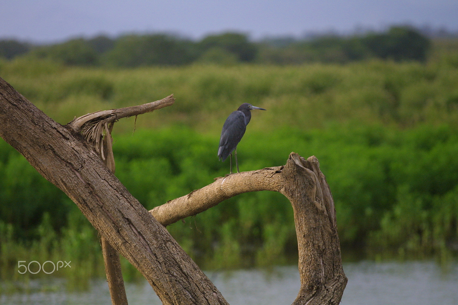 Canon EOS D30 sample photo. Looking at the river photography