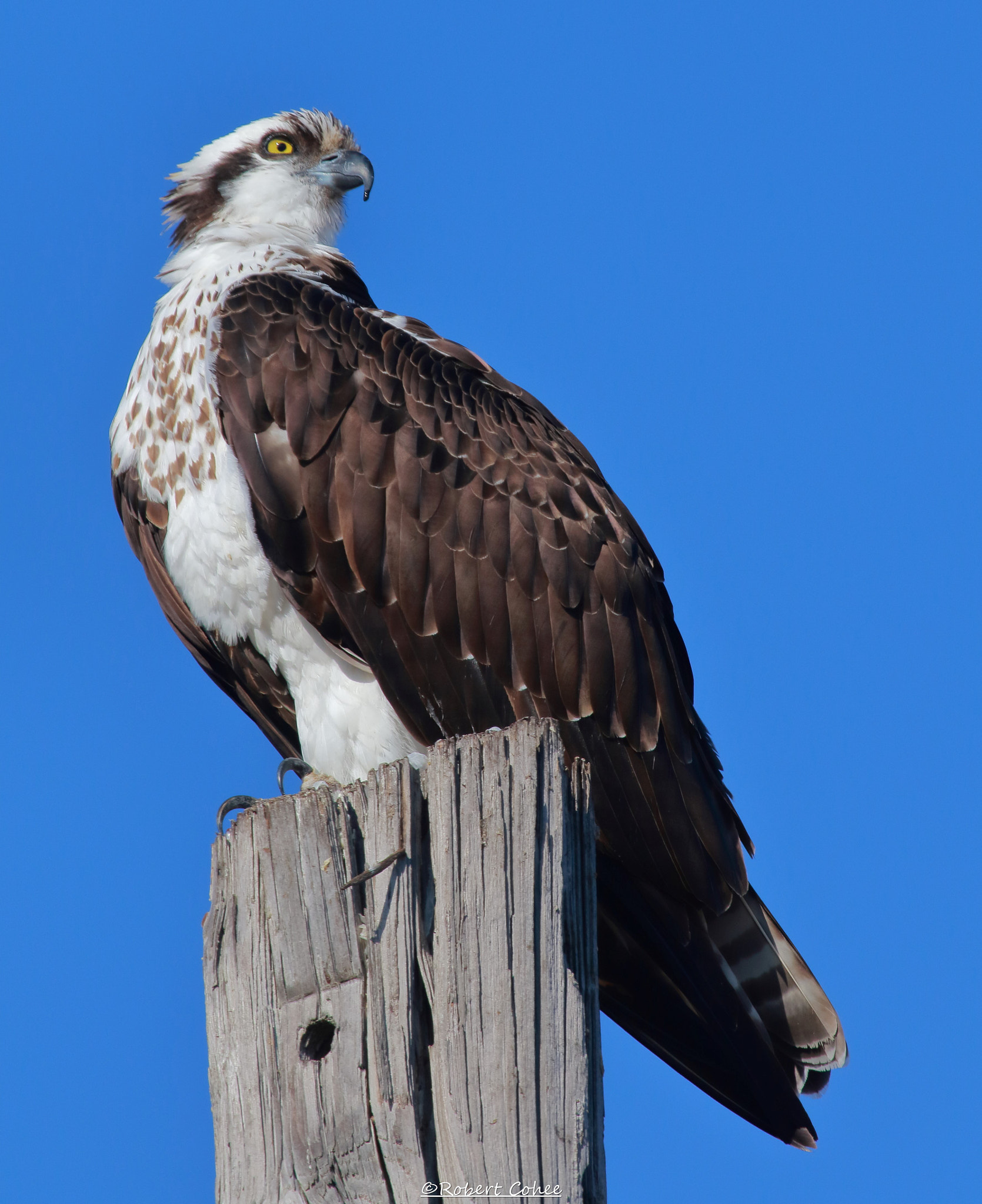 Canon EOS 7D Mark II + Canon EF 100-400mm F4.5-5.6L IS USM sample photo. Ita photography