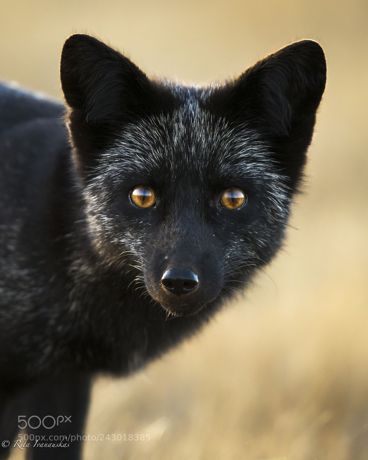 Canon EOS-1D X sample photo. Red fox but its photography
