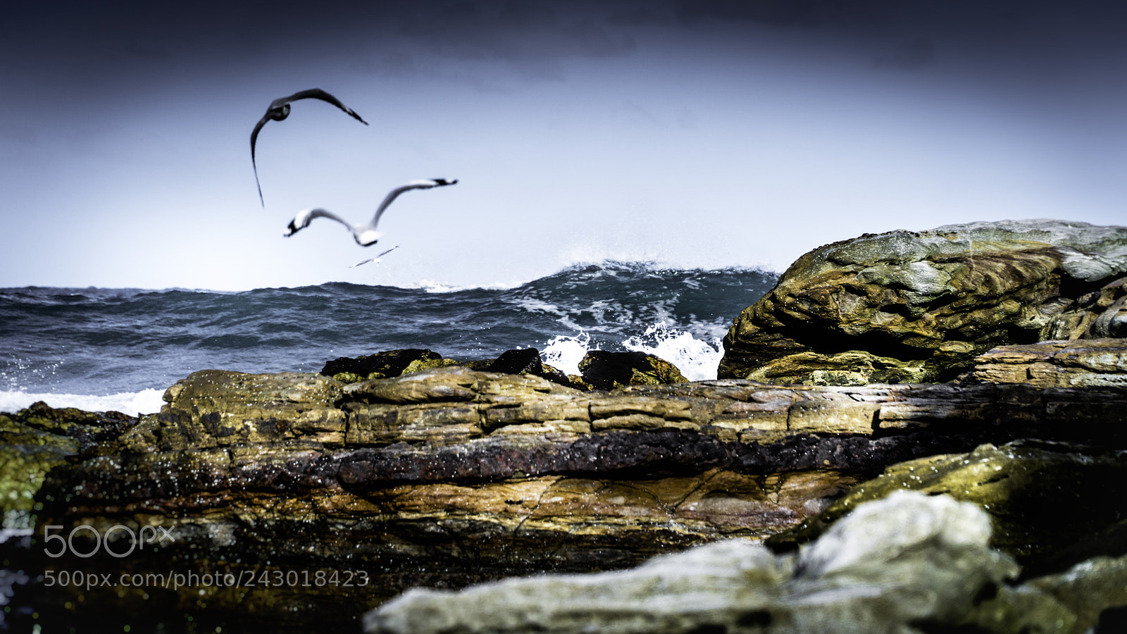 Sony a6500 sample photo. The gulls photography