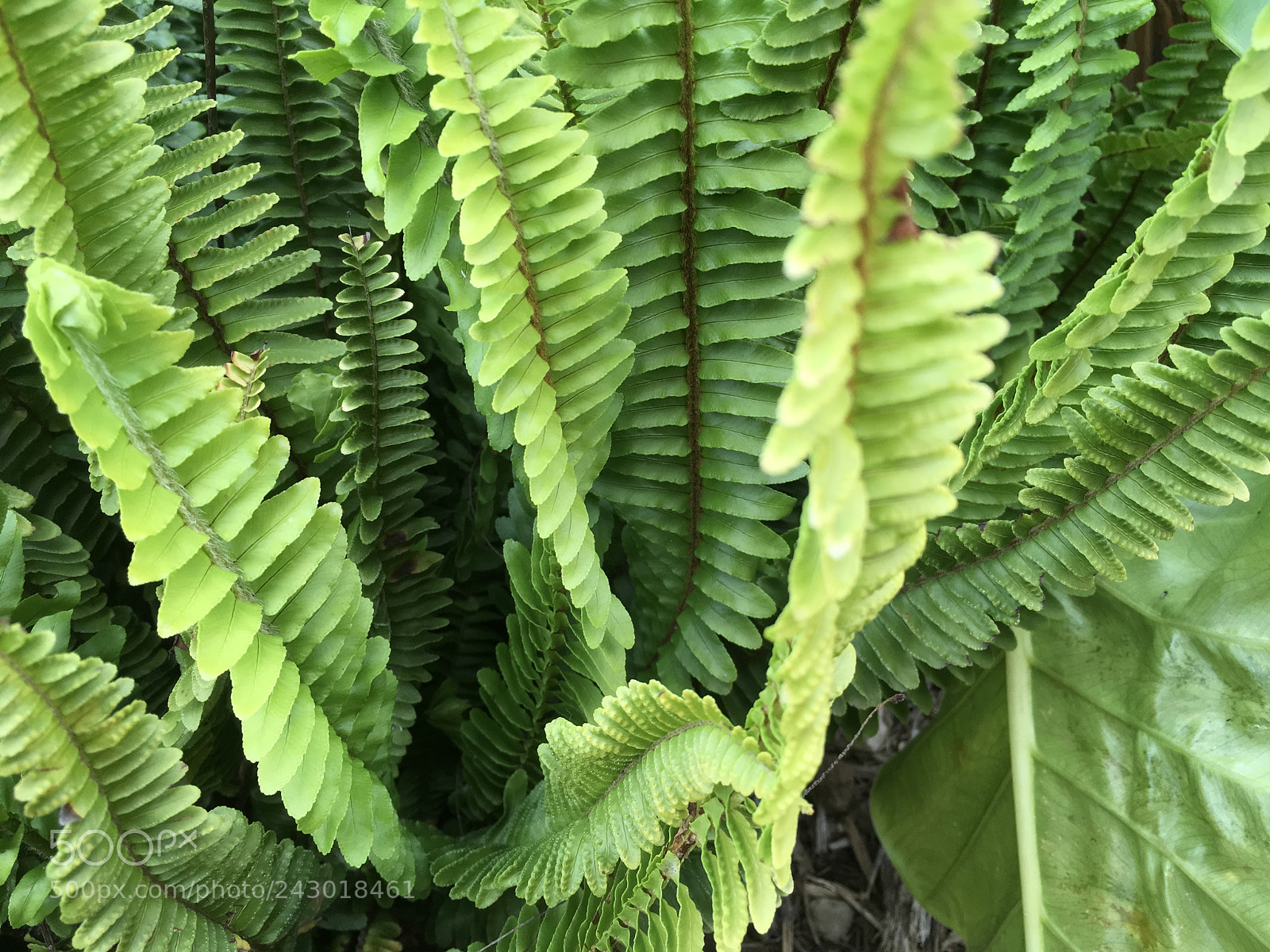 Apple iPad Pro sample photo. Untitled photography