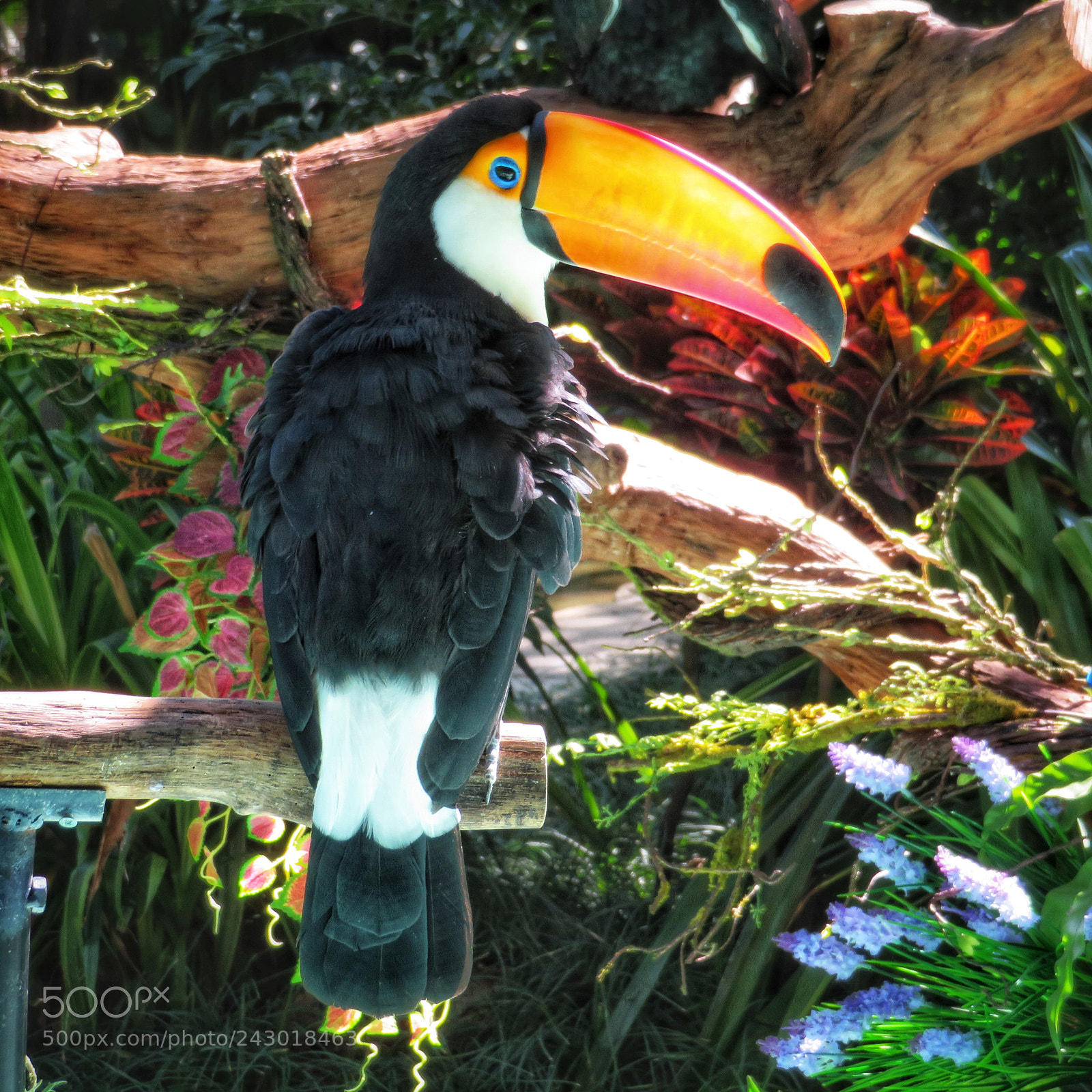 Canon PowerShot SX720 HS sample photo. Toco toucan photography