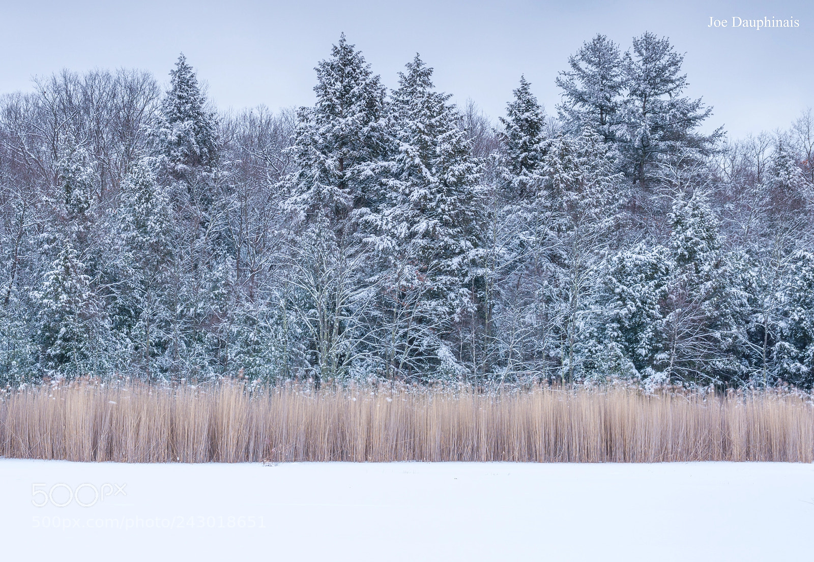 Nikon D7200 sample photo. Snow on trees photography