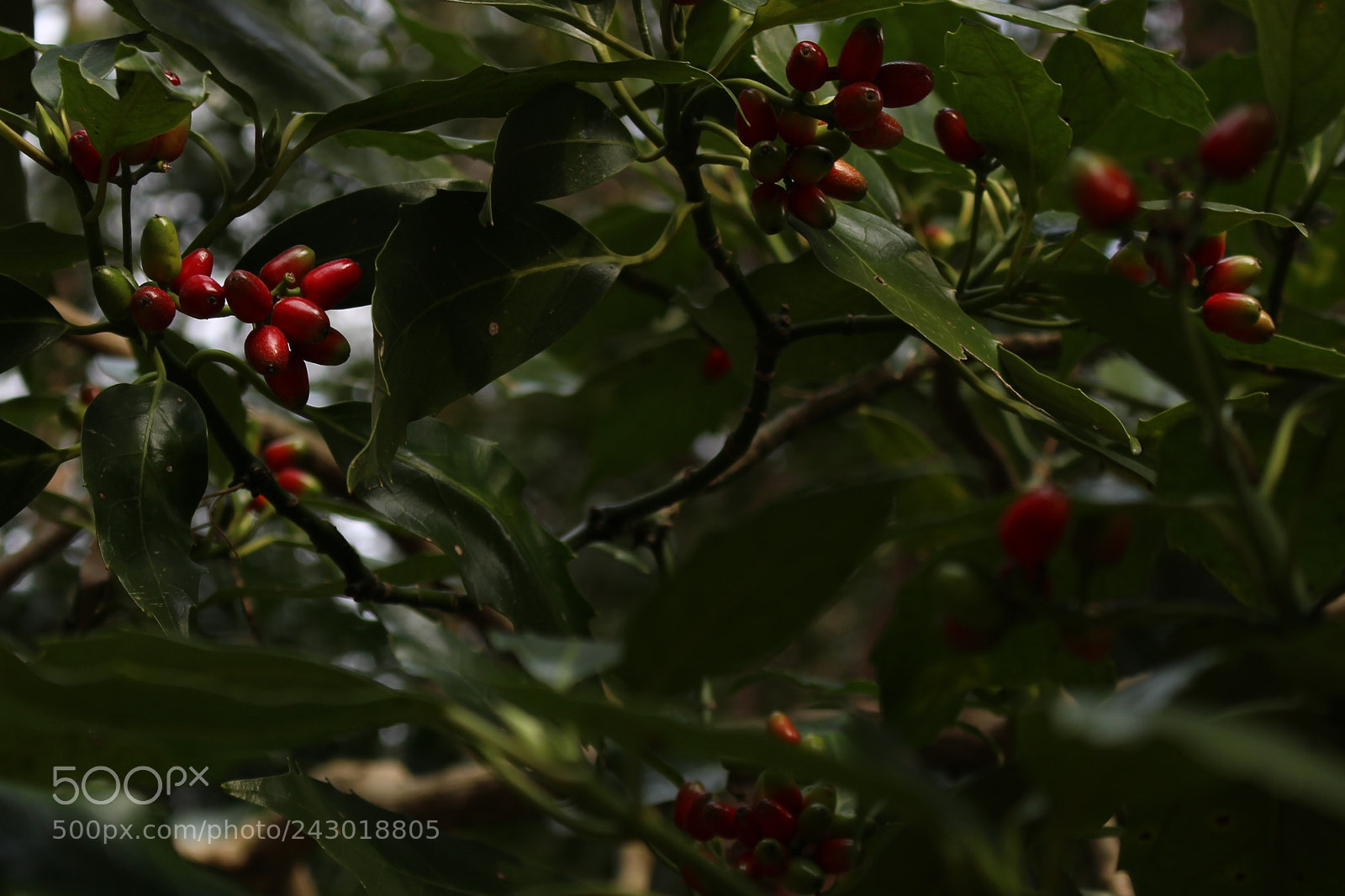 Canon EOS 100D (EOS Rebel SL1 / EOS Kiss X7) sample photo. Thickness of winter photography