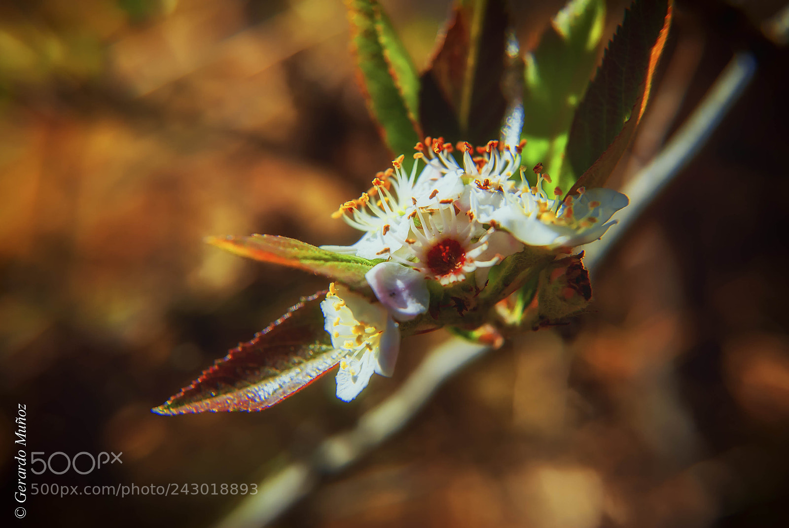 Nikon D3000 sample photo. Flor de manzano photography