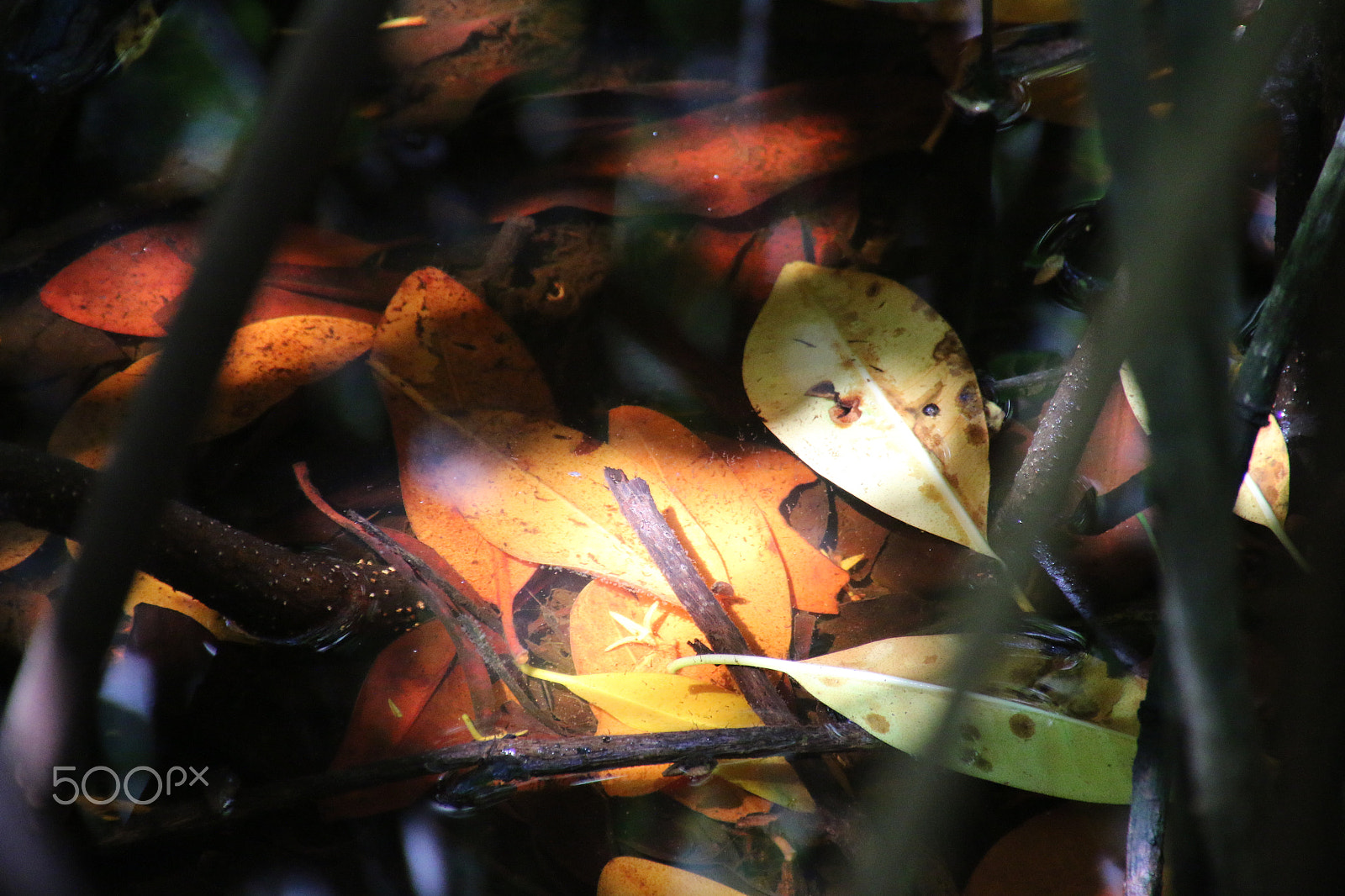 Canon EOS 70D + Tamron 16-300mm F3.5-6.3 Di II VC PZD Macro sample photo. Shadow of leaves photography