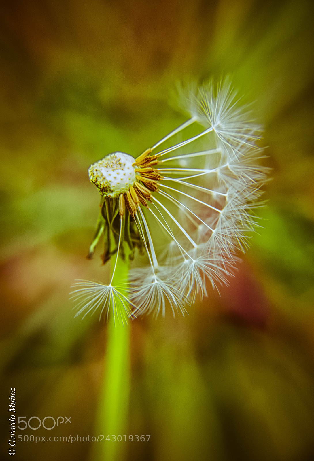 Nikon D3000 sample photo. Mish photography