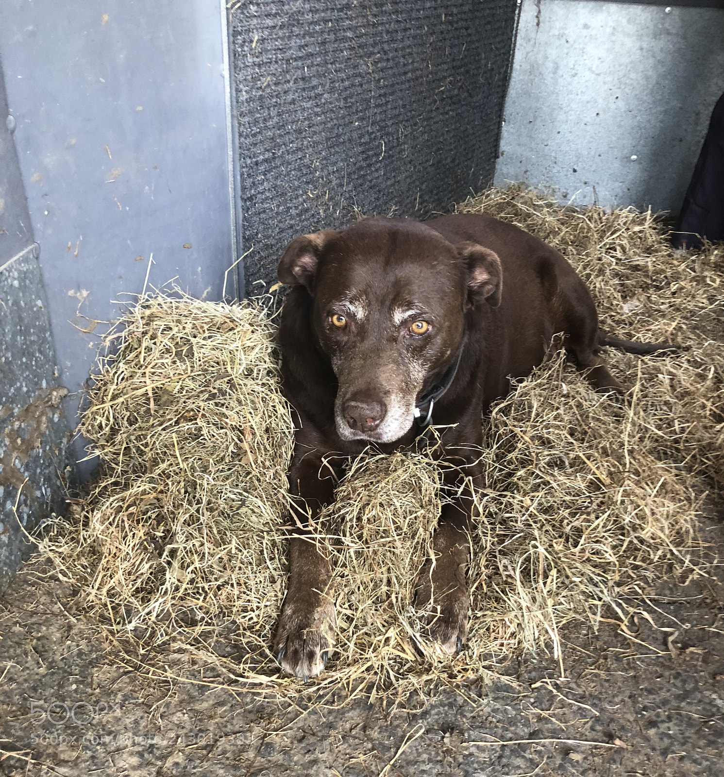 Apple iPhone X sample photo. Dog on hay pile photography