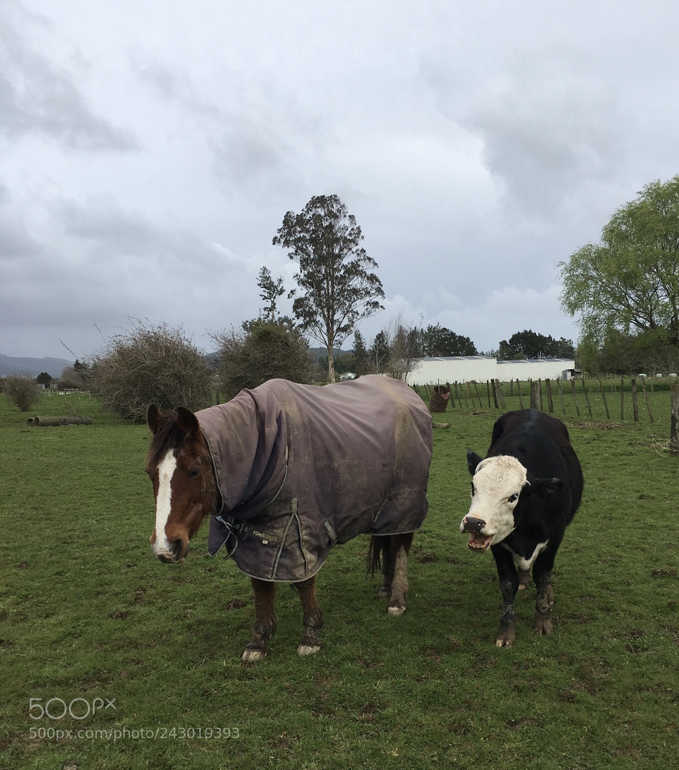 Apple iPhone 6s sample photo. Lady and the cow photography