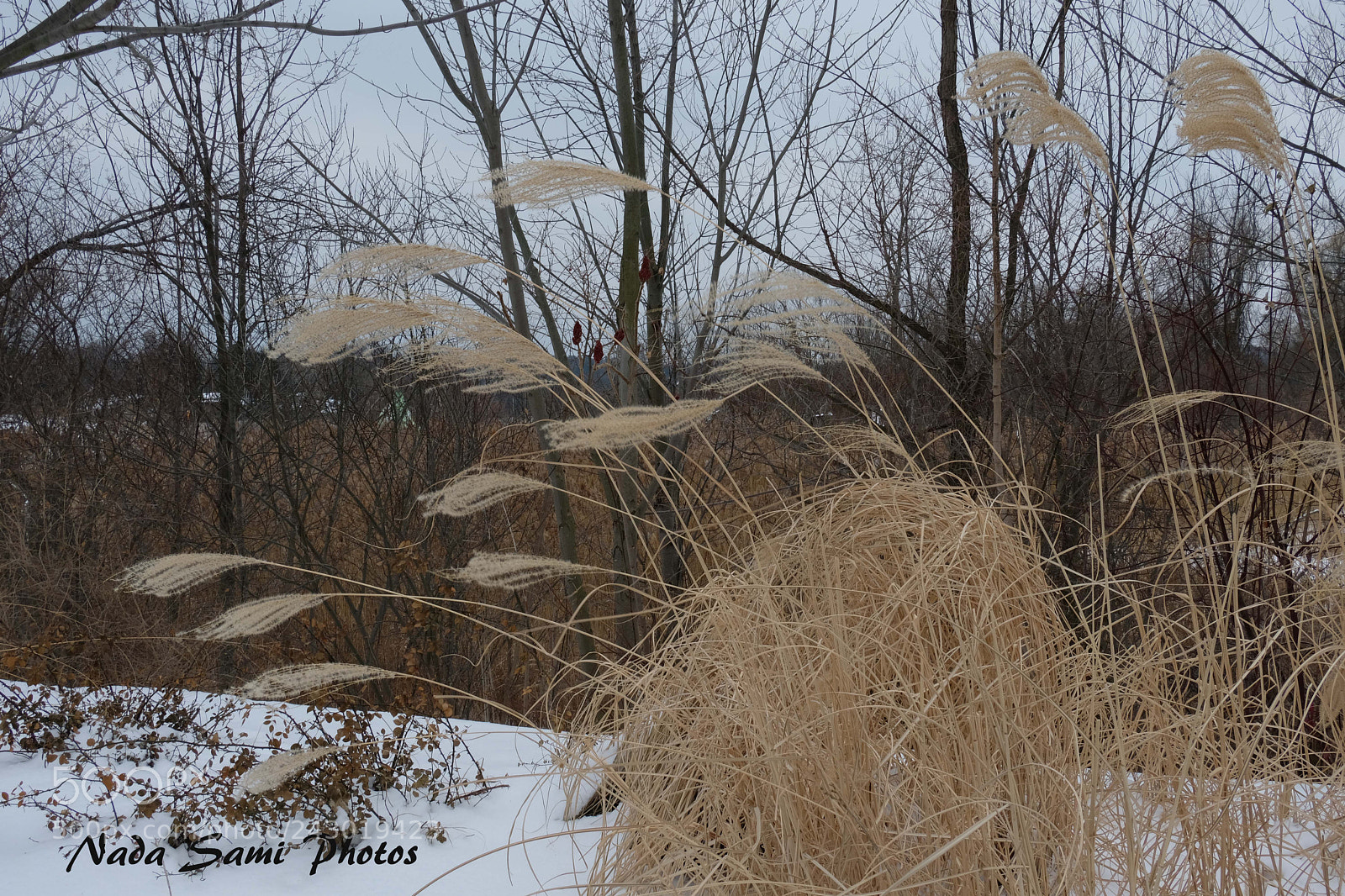 Fujifilm X-T2 sample photo. Winter bush photography