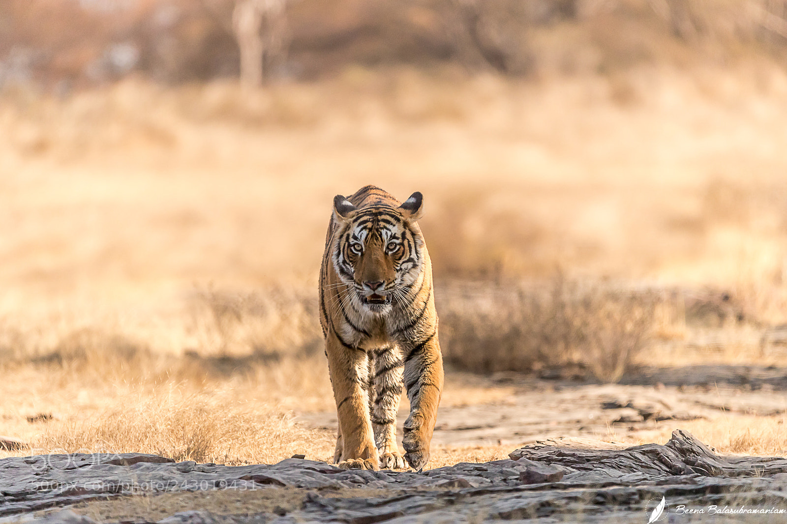 Canon EOS-1D X Mark II sample photo. Winter with the tigers photography