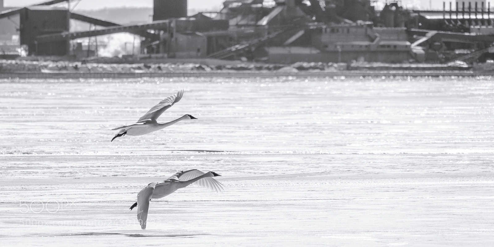 Nikon D810 sample photo. Soft landing frozen burlington photography