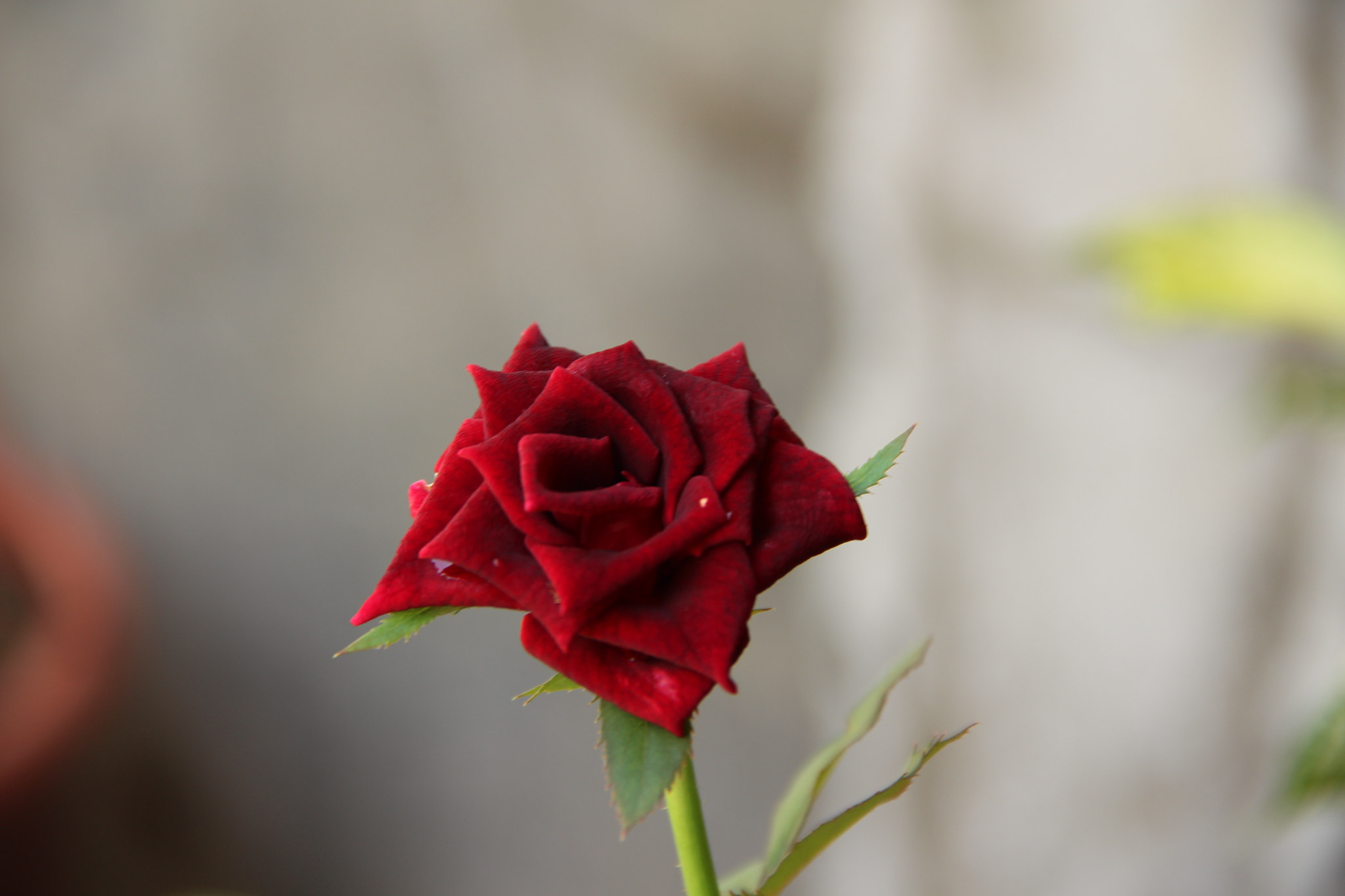 Canon EOS 650D (EOS Rebel T4i / EOS Kiss X6i) sample photo. Red rose photography