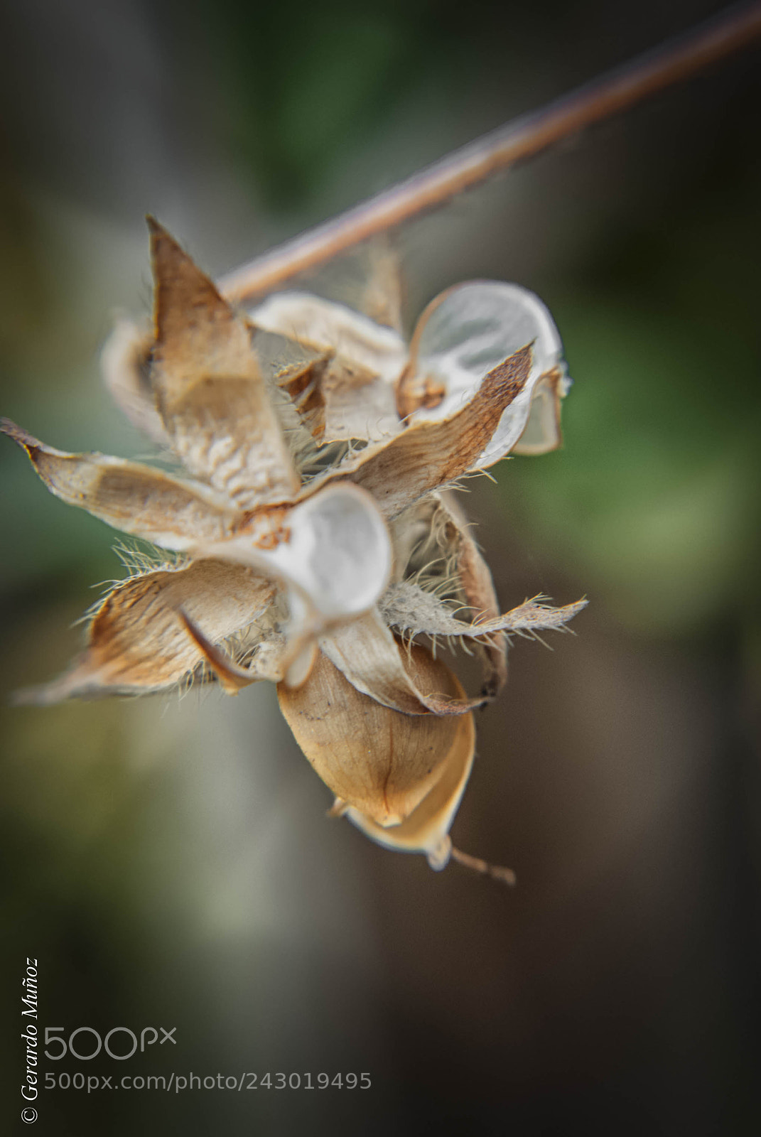 Nikon D3000 sample photo. Tusita photography