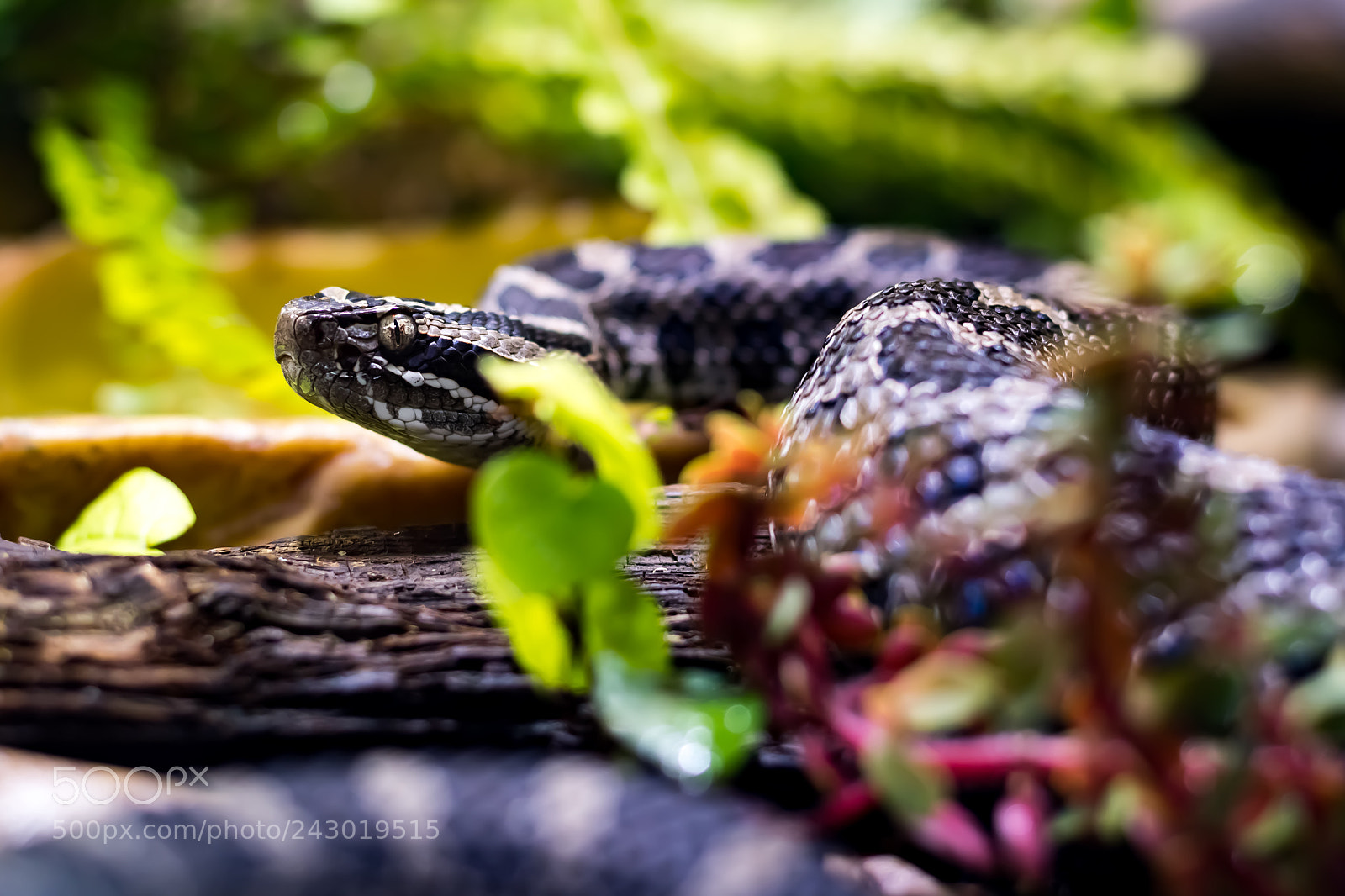 Nikon D500 sample photo. Python photography