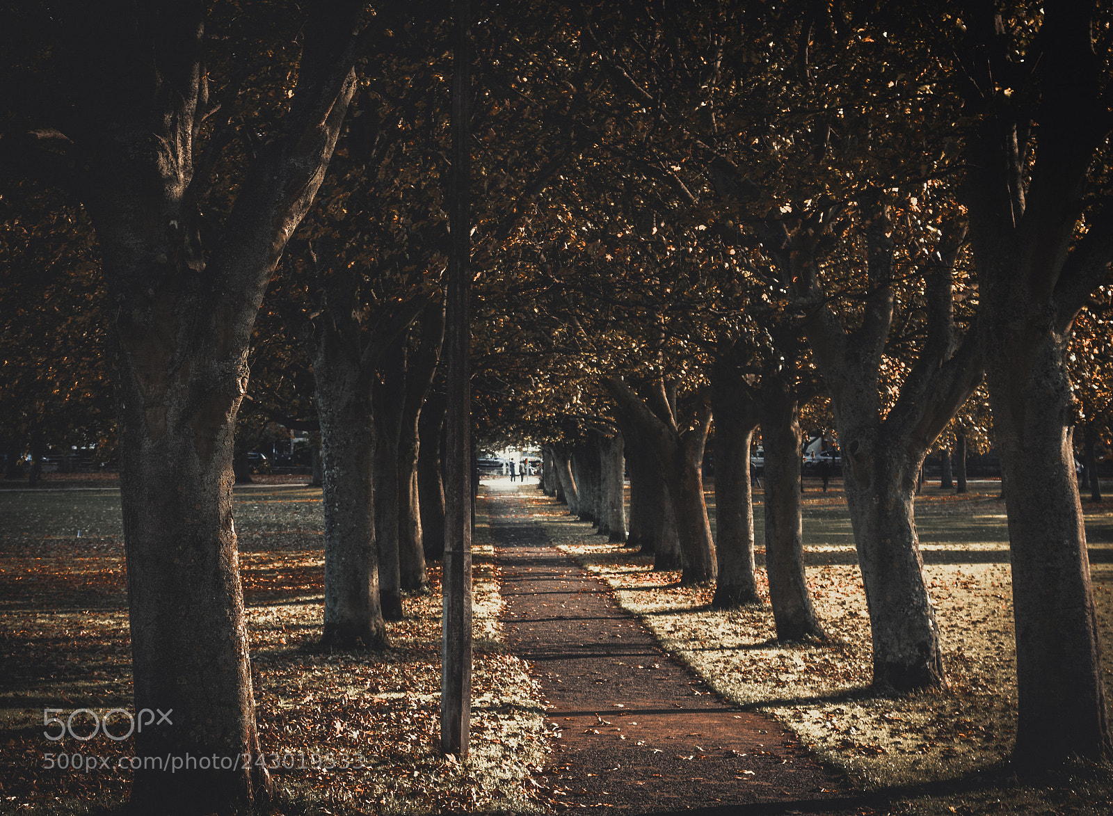 Canon EOS 750D (EOS Rebel T6i / EOS Kiss X8i) sample photo. Dreamy forest in the photography